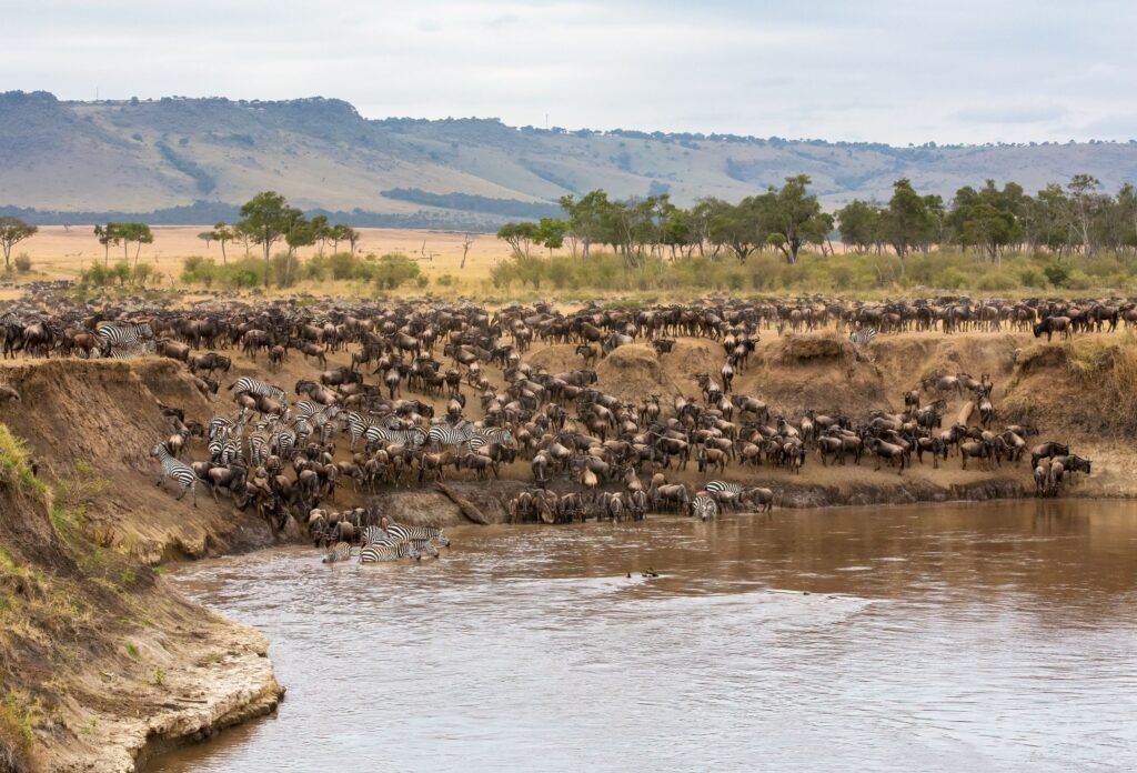 Unzählige Gnus und Zebras stehen an einem Hang am Wasser