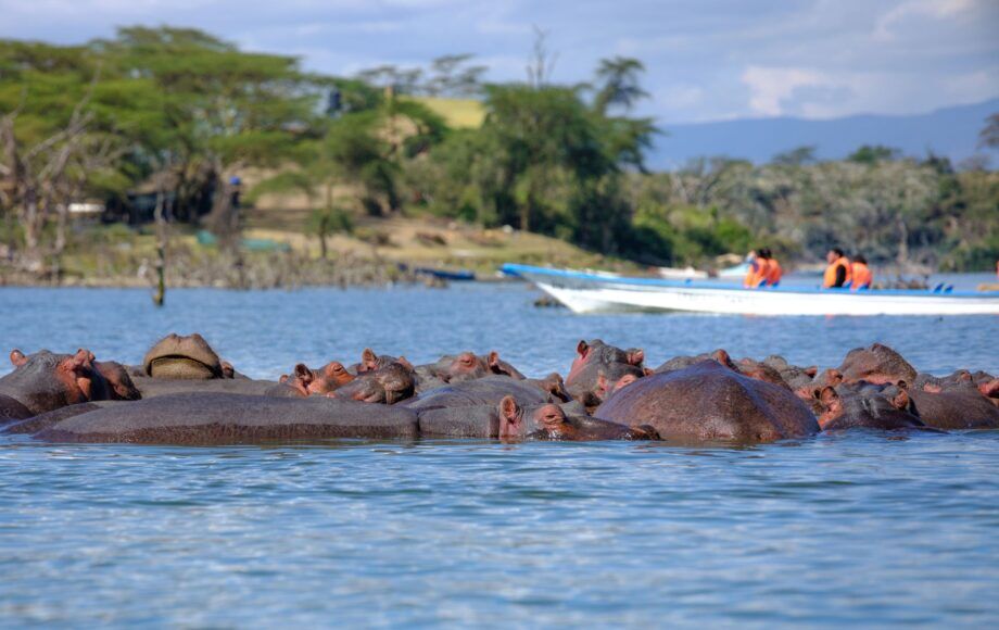 Nilpferde bei einer Bootsafari in Uganda