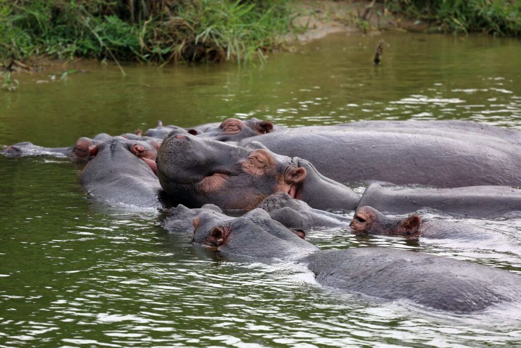 Flusspferde im Kazinga-Kanal in Uganda