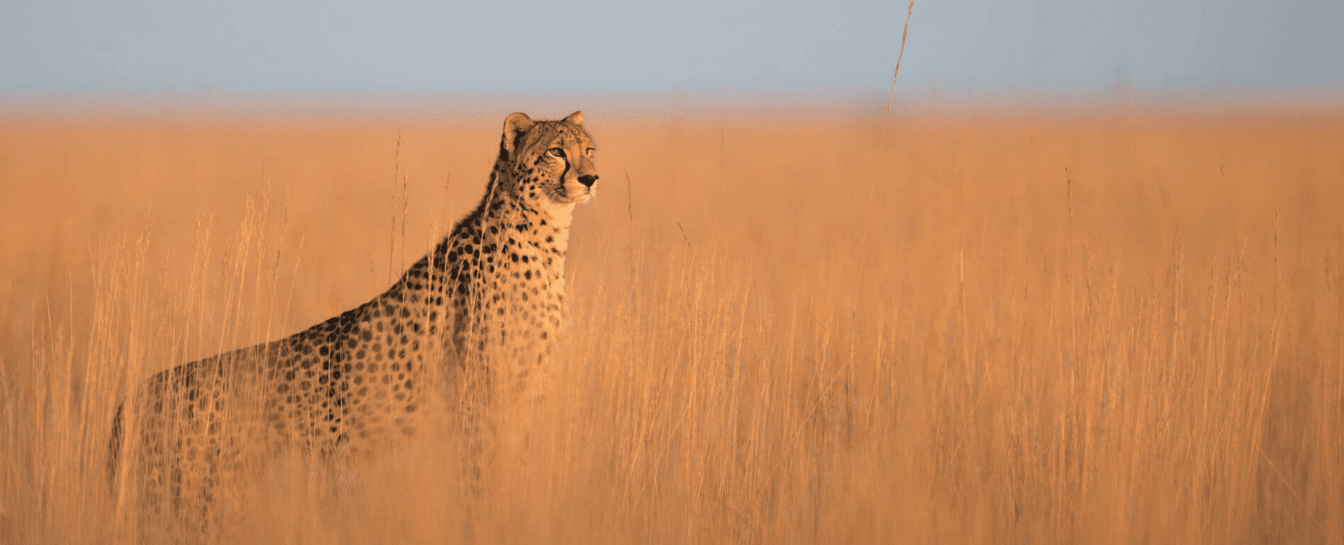 Gepard in hohem hellen Gras im Sonnenlicht