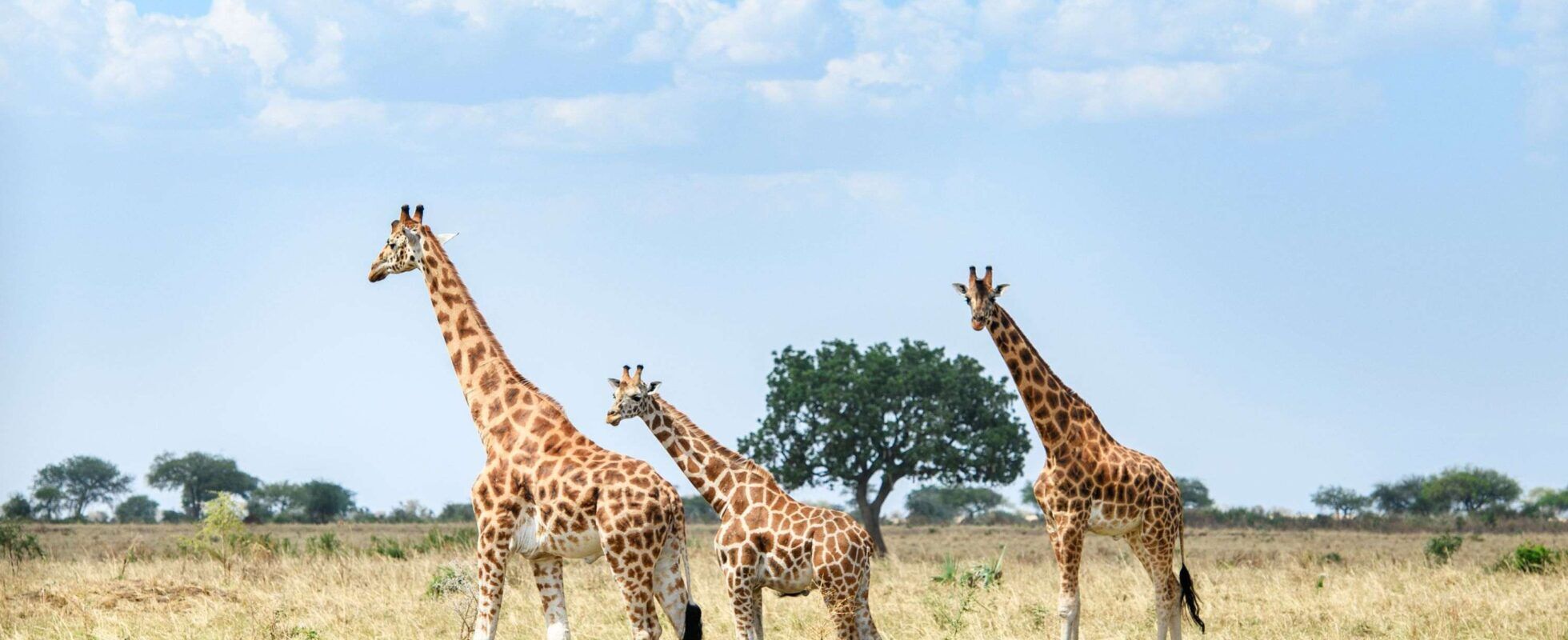 Drei Giraffen streifen durch helles Gras, Kidepo Valley Nationalpark