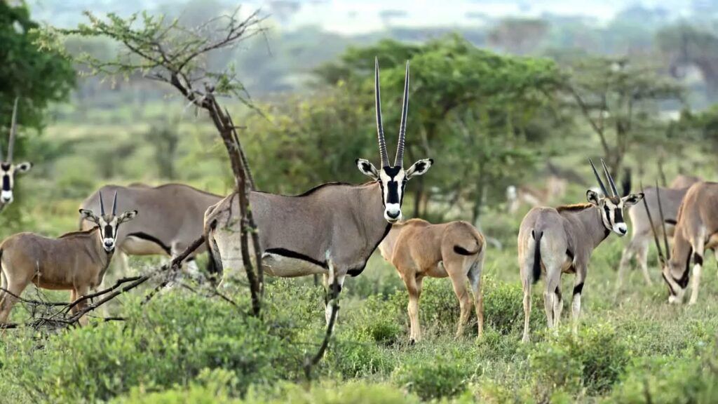 Junge und ältere Beisa-Oryx stehen im grünen Gras des Samburu Nationalreservats