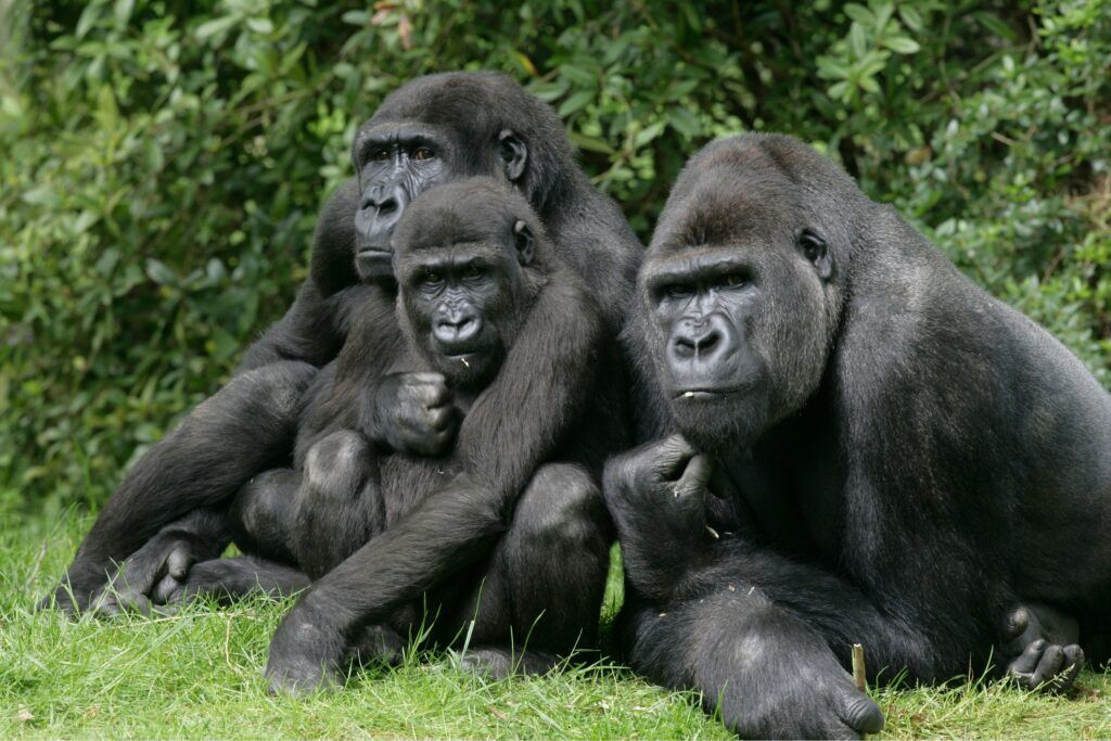 Drei Berggorillas sitzen nebeneinander im grünen Gras