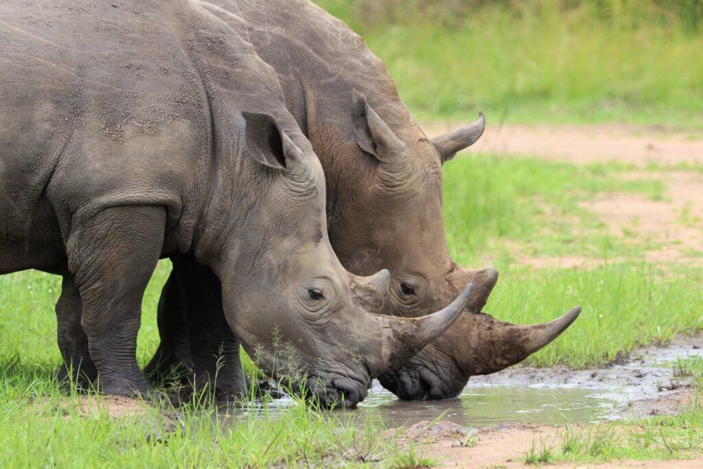 Nashörner im Ziwa Rhino Sanctuary in Uganda