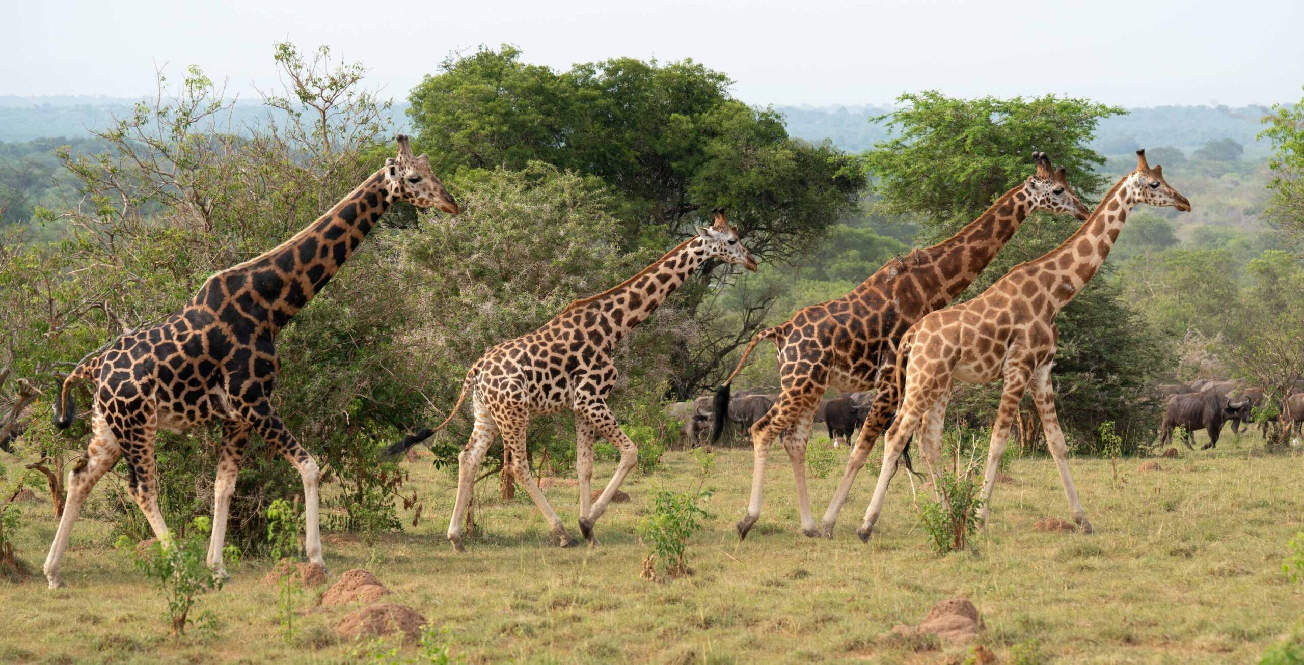 Jeep-Safari im Murchison Falls Nationalpark