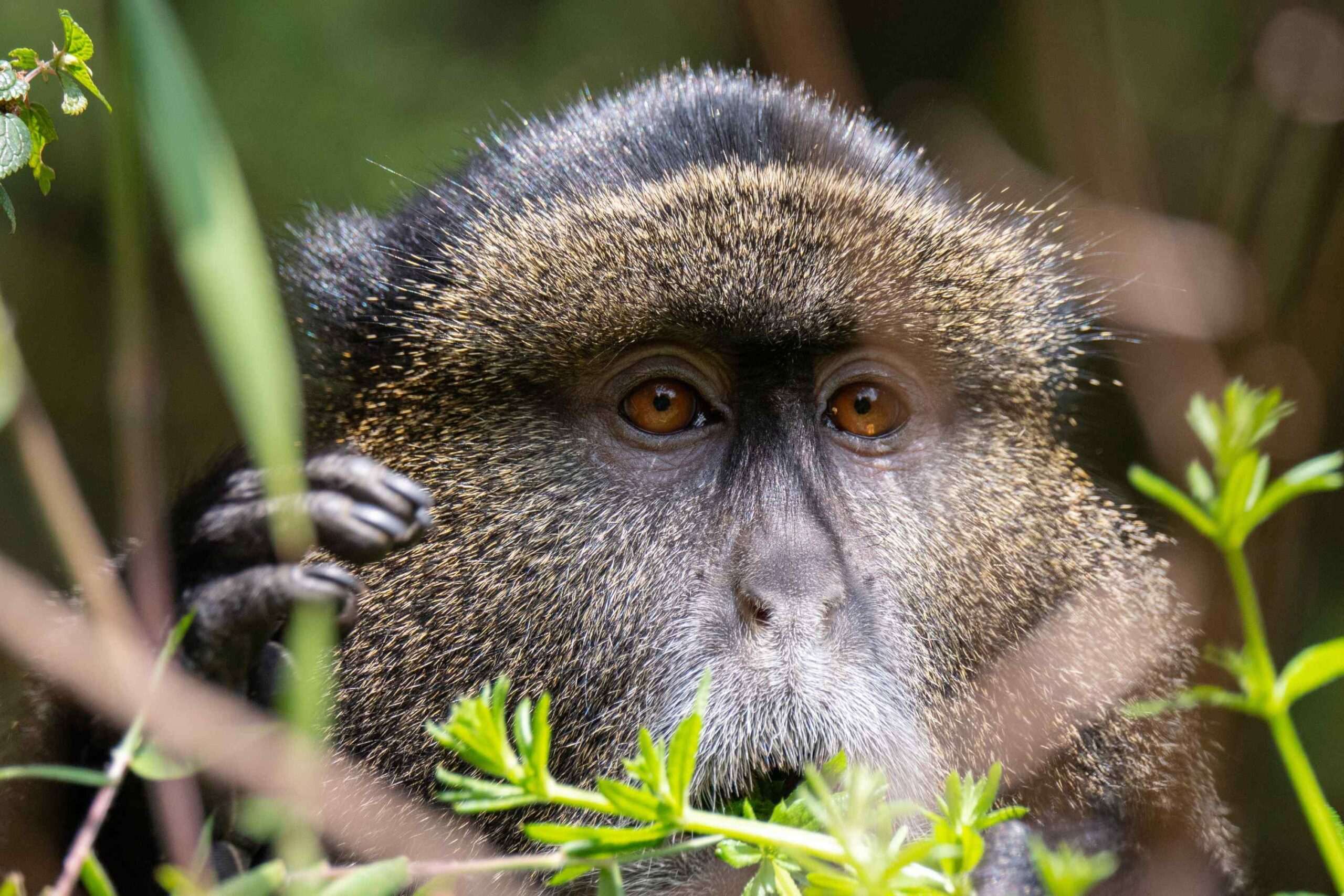 Mgahinga Gorilla Nationalpark