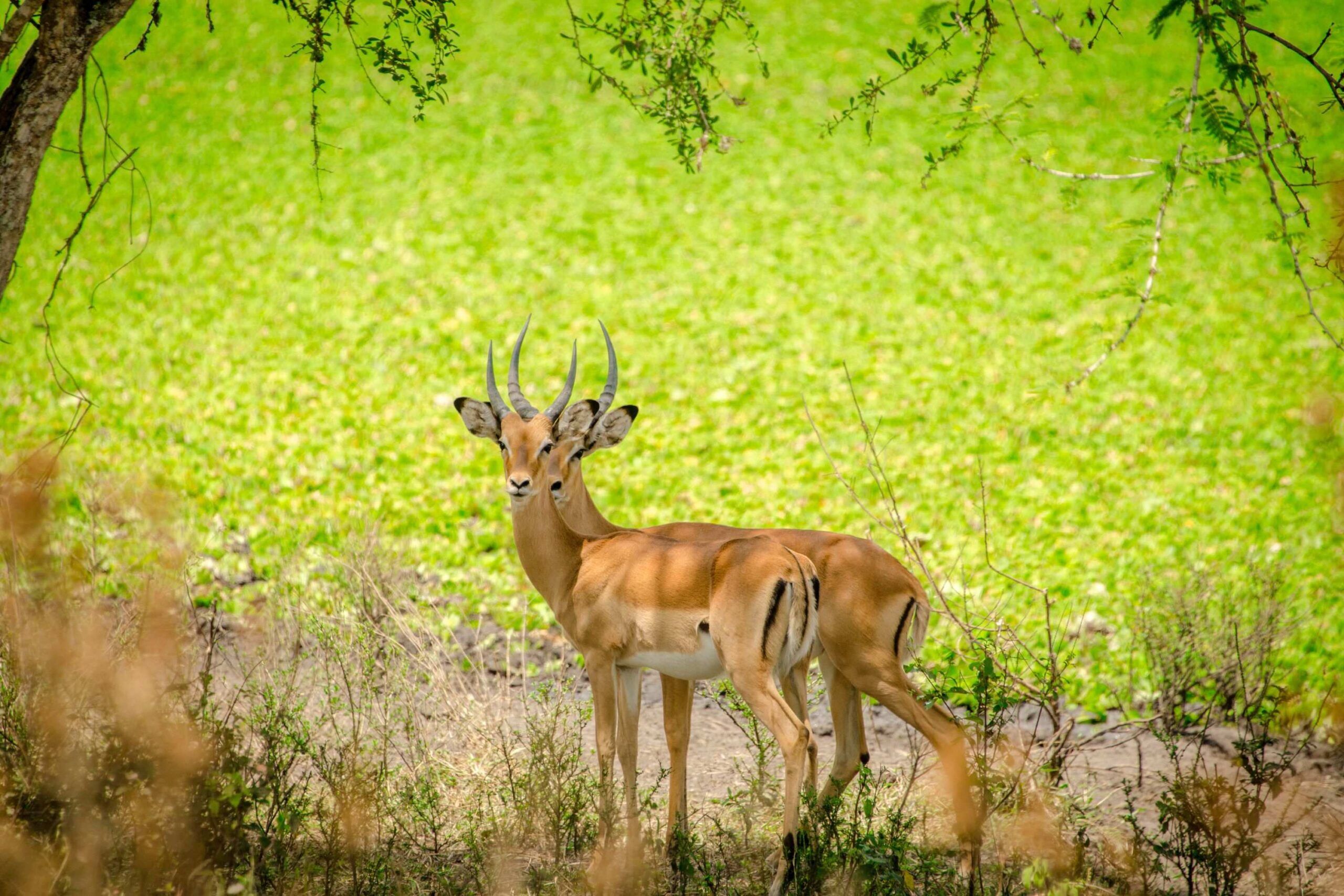 Mountainbike-Safari außerhalb des Lake Mburo Nationalparks