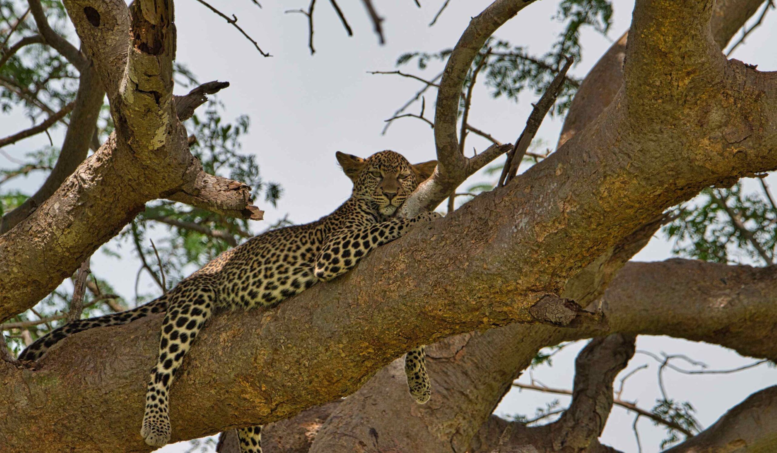 Tsavo East Nationalpark