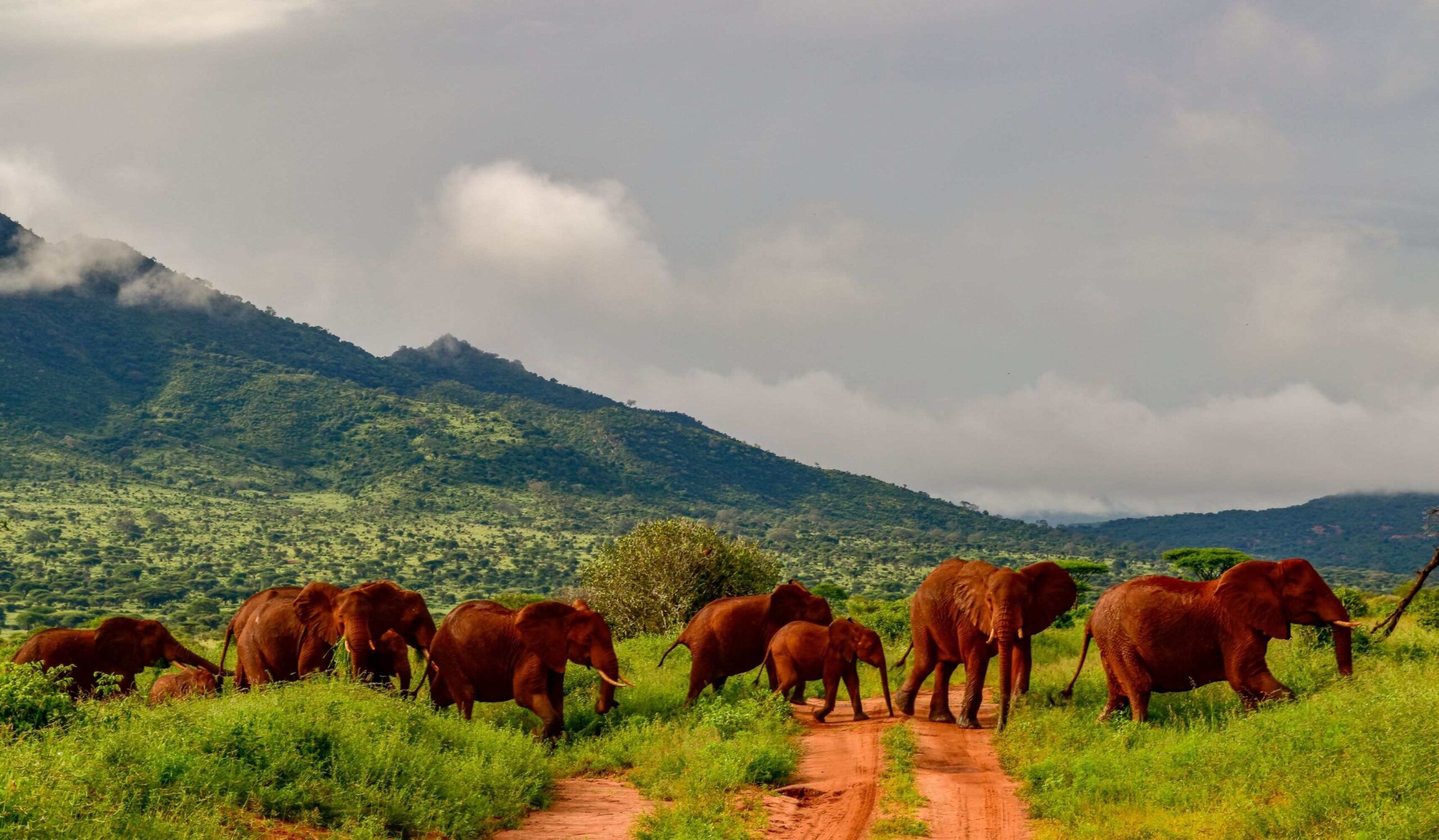 Tsavo West Nationalpark