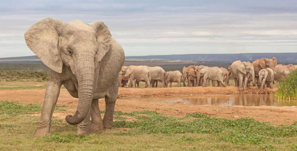 Elefantenherde in grün-gelber Steppe in Südafrika