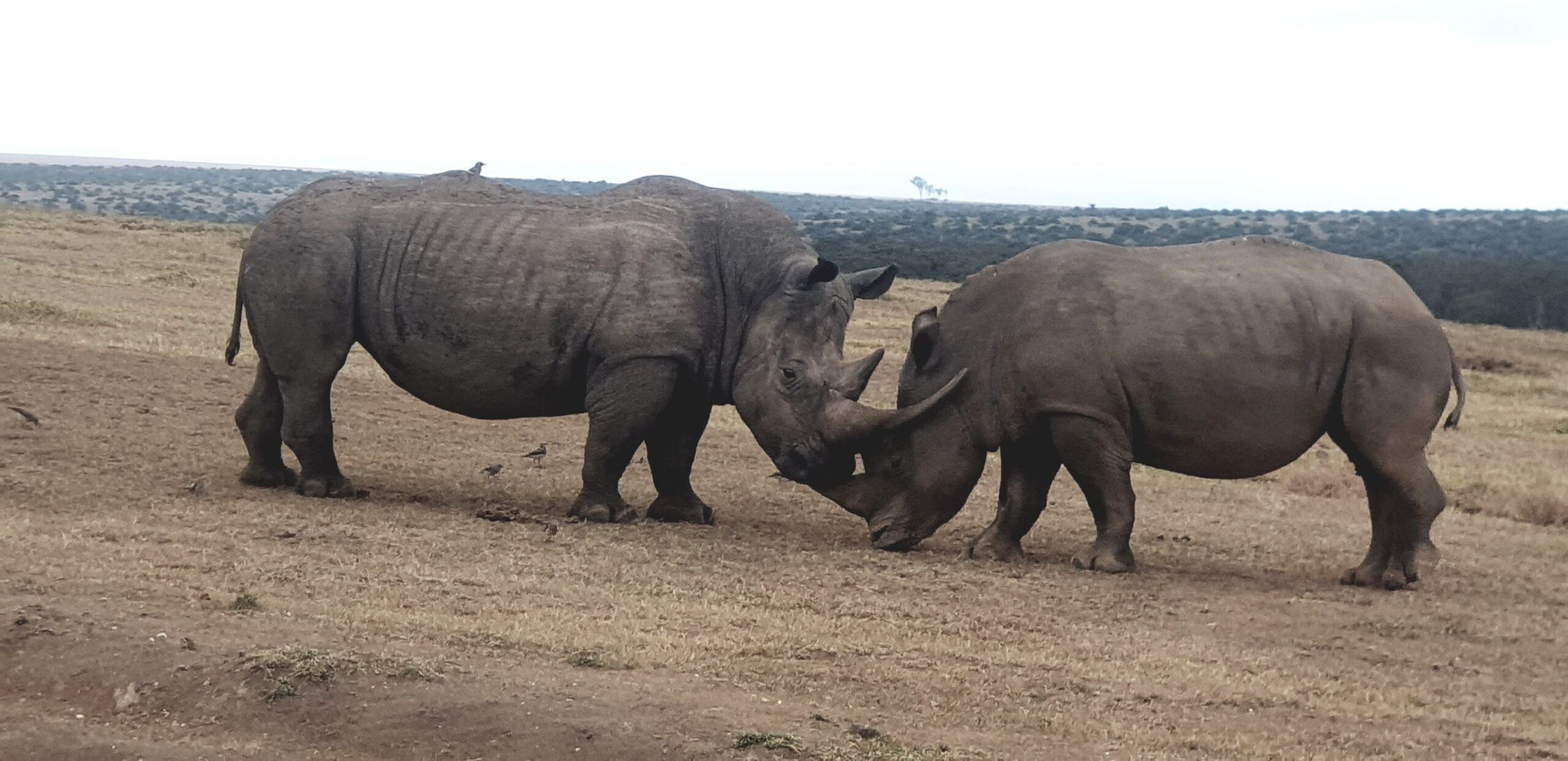 Fahrt vom Samburu Nationalreservat zur Solio Ranch Conservancy