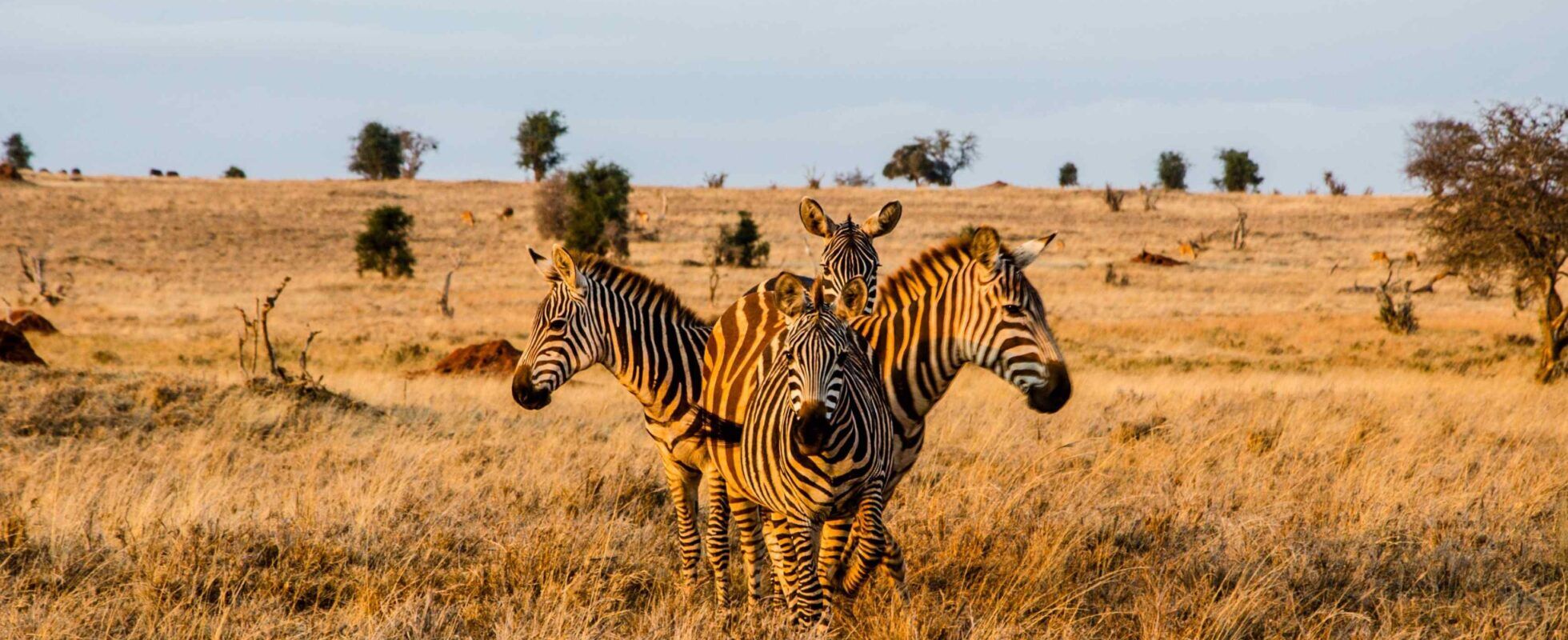 Vier Zebras stehen in einem Kreis bei Sonnenuntergang im Tsavo West Nationalpark in Kenia