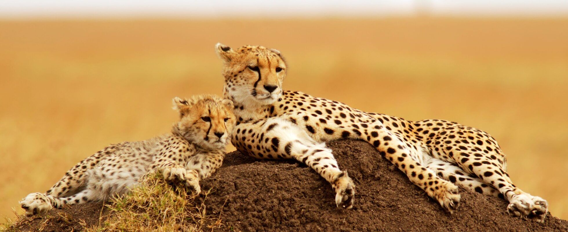 Gepardenmutter und Gepardenjunges liegen auf einem Erdhügel in der Savanne, Masai Mara
