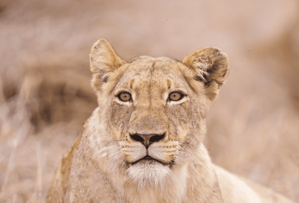 Löwe im Kruger Nationalpark