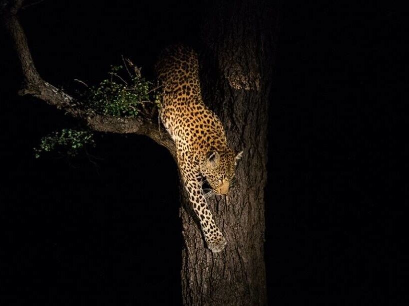Nachtpirschfahrt, Lumo Conservancy