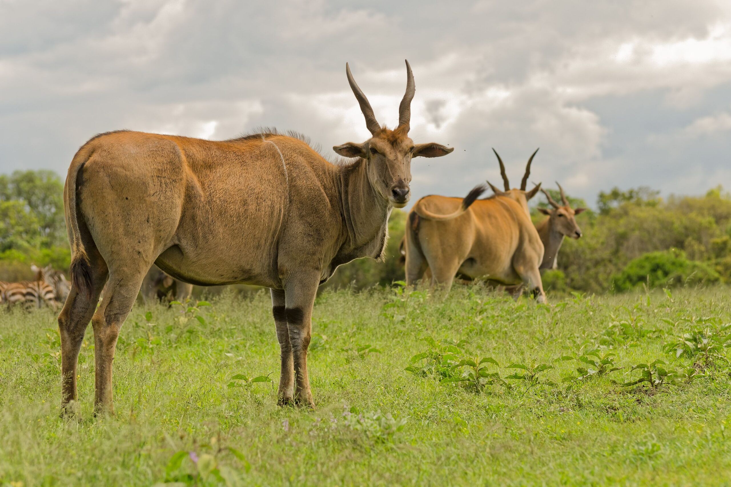 Elandantilopen im Grasland mit Büschen im Hintergrund, Kenia