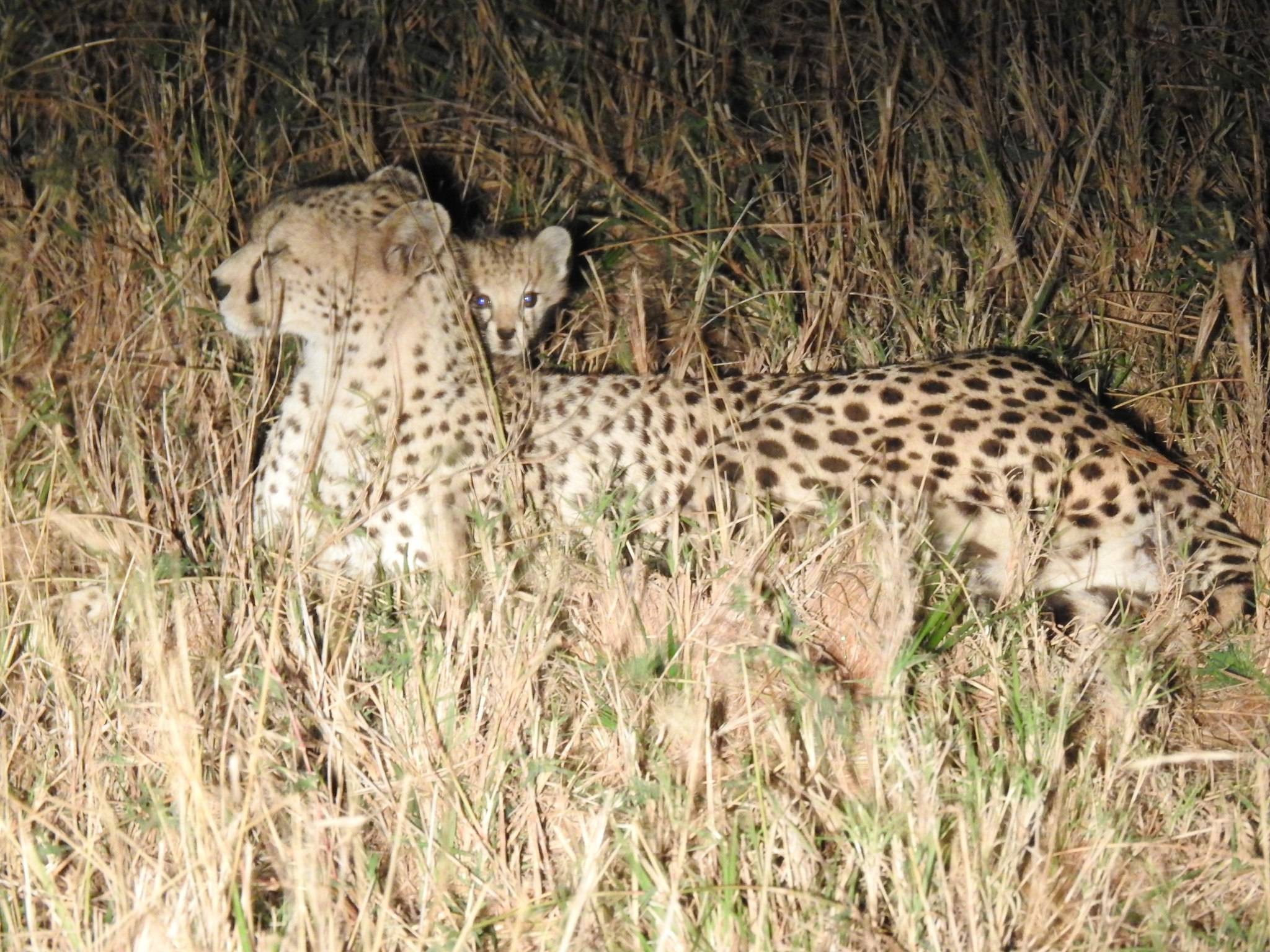 Gepard bei einer Nachtpirschfahrt, Lumo Conservancy