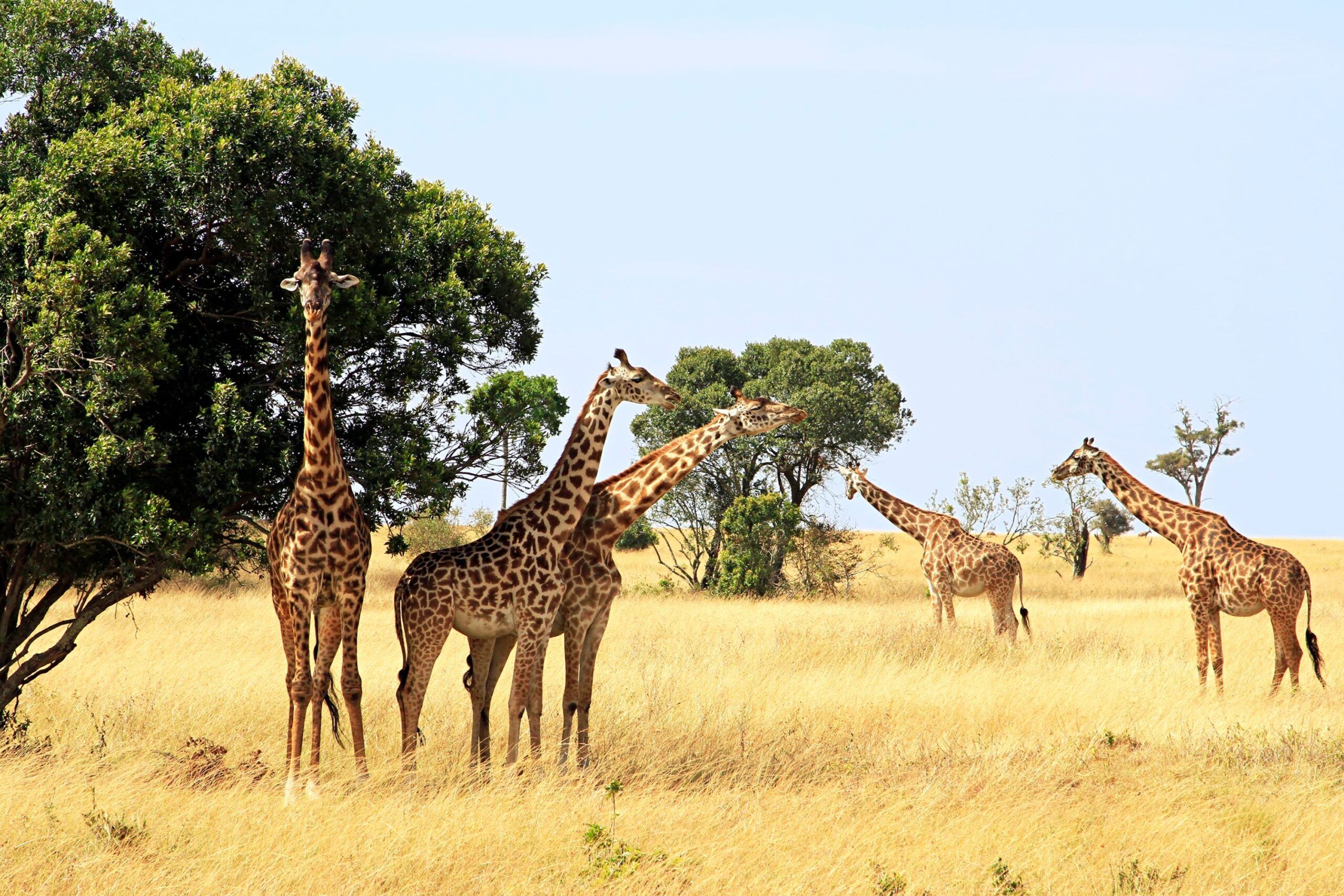 Eine Giraffenherde steht im hellen Gras der Masai Mara neben Bäumen