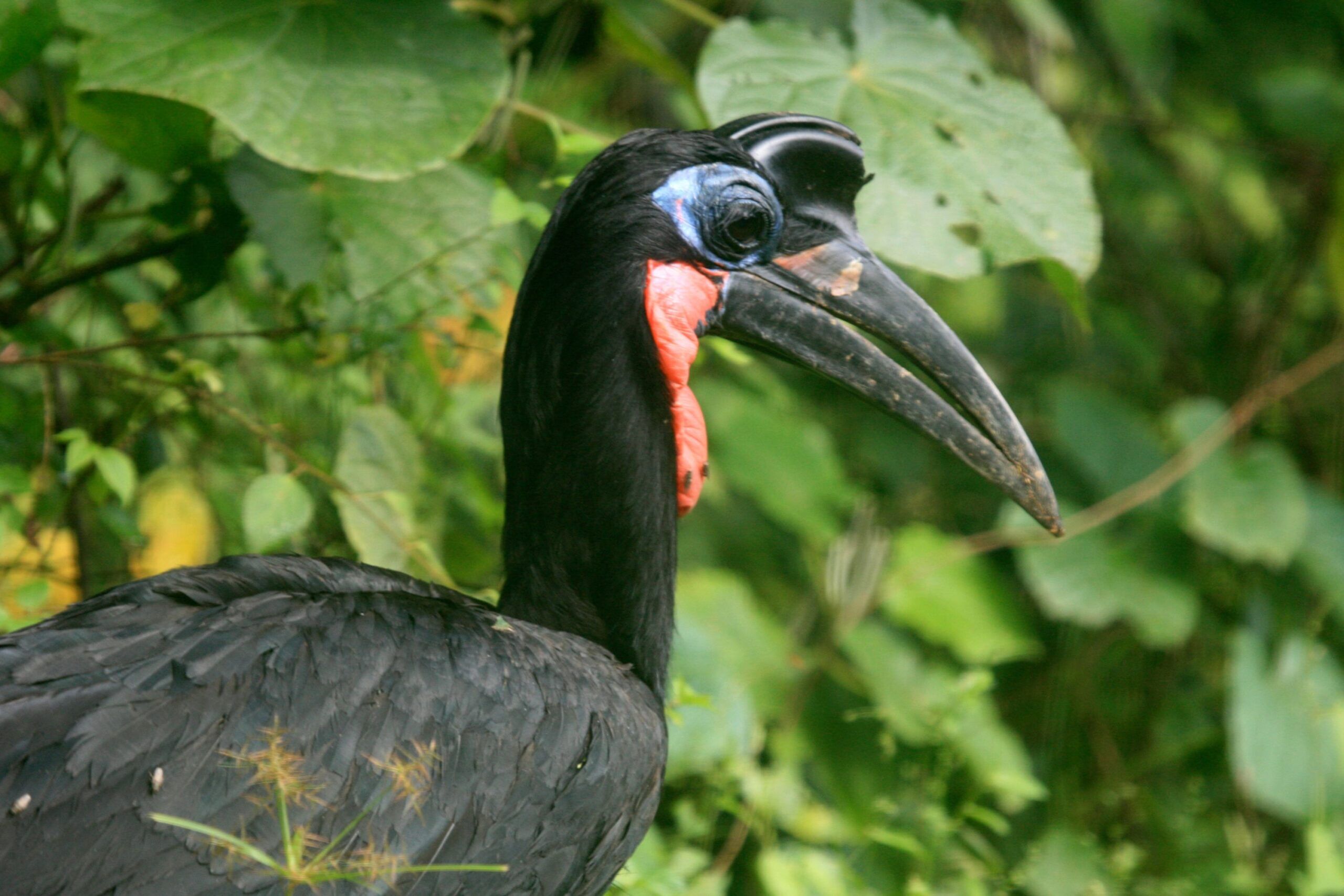 Rotgesicht-Hornrabe im Murchison Falls Nationalpark vor grünen Blättern