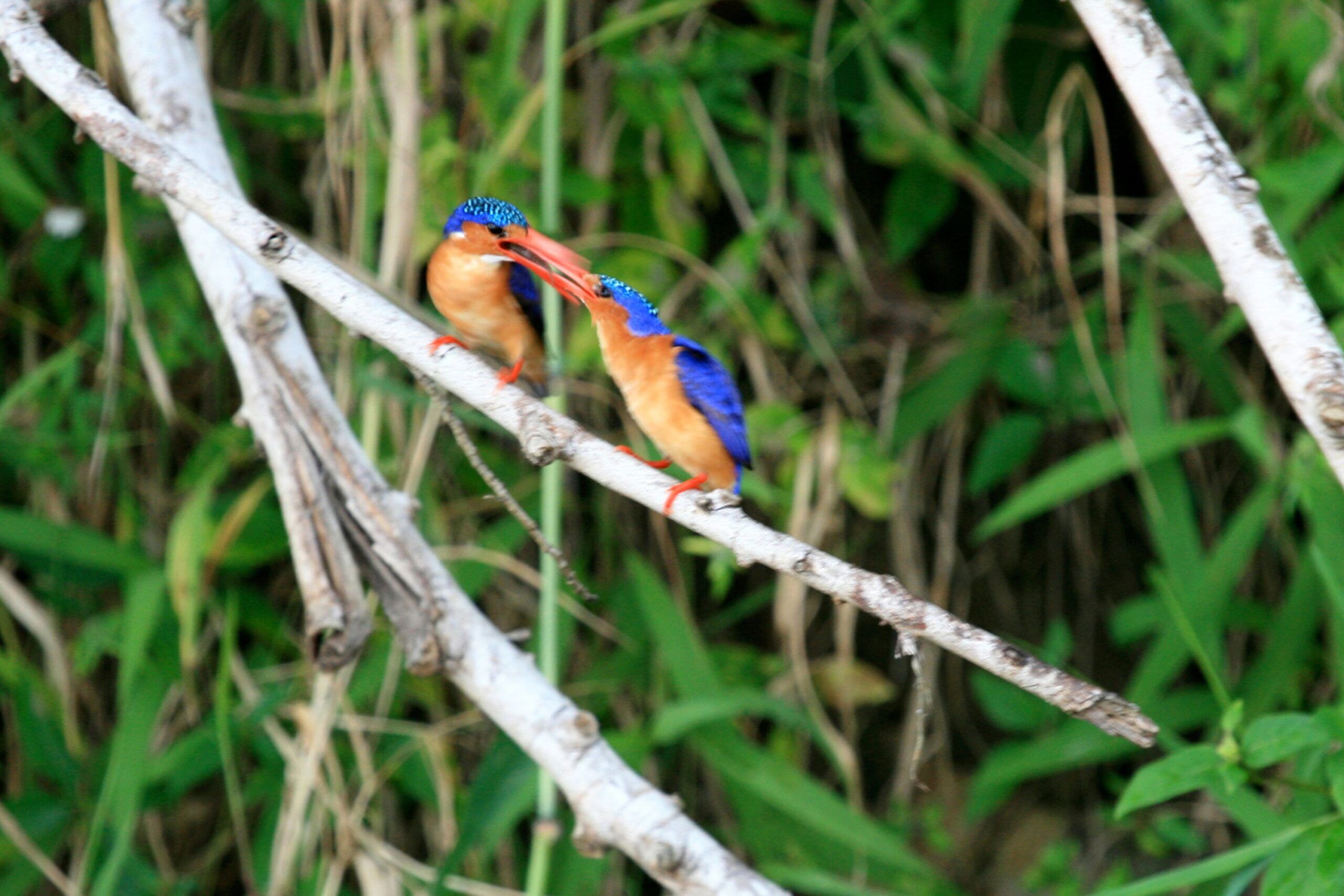 Eisvögel im Murchison Falls Nationalpark in Uganda