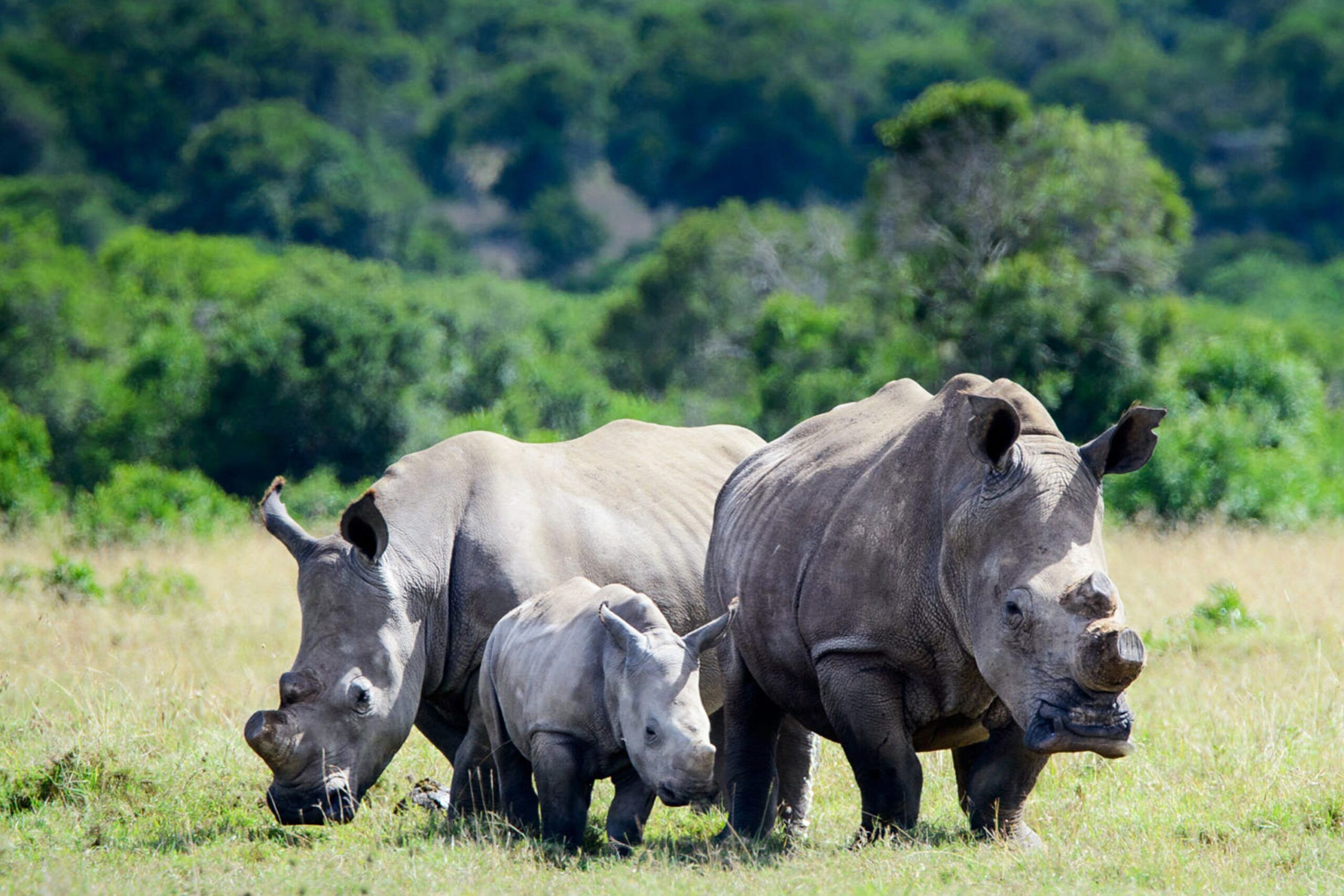 Zwei ausgewachsene Breitmaulnashörner und ein junges Breitmaulnashorn in grünem Gras vor einem Wald