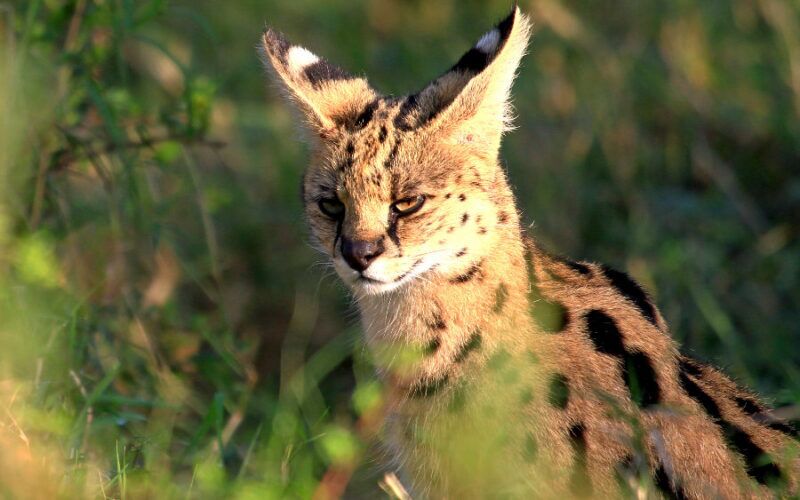Servalkatze in einem Nationalpark in Kenia