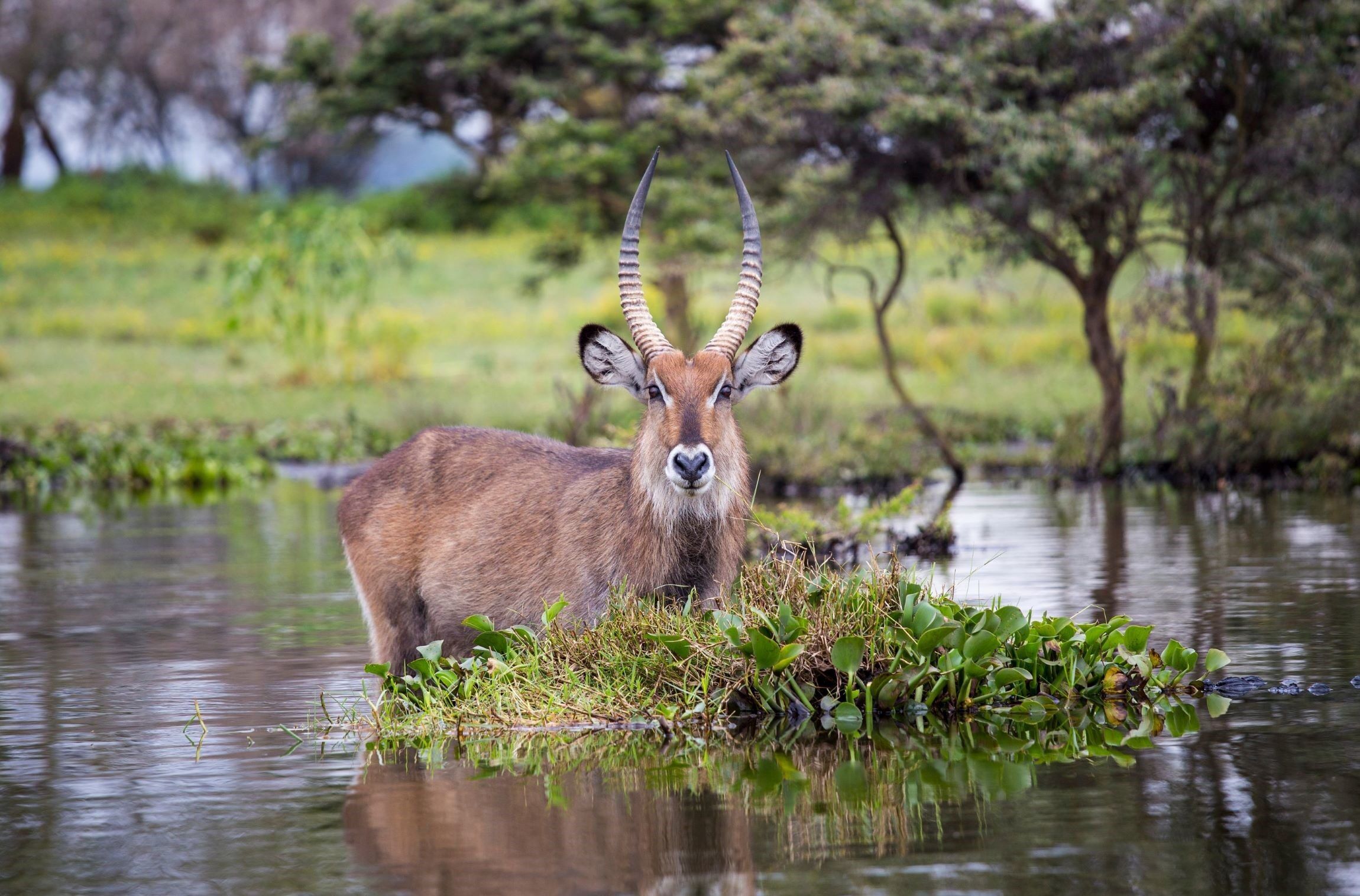 Boots-Safari am Lake Naivasha