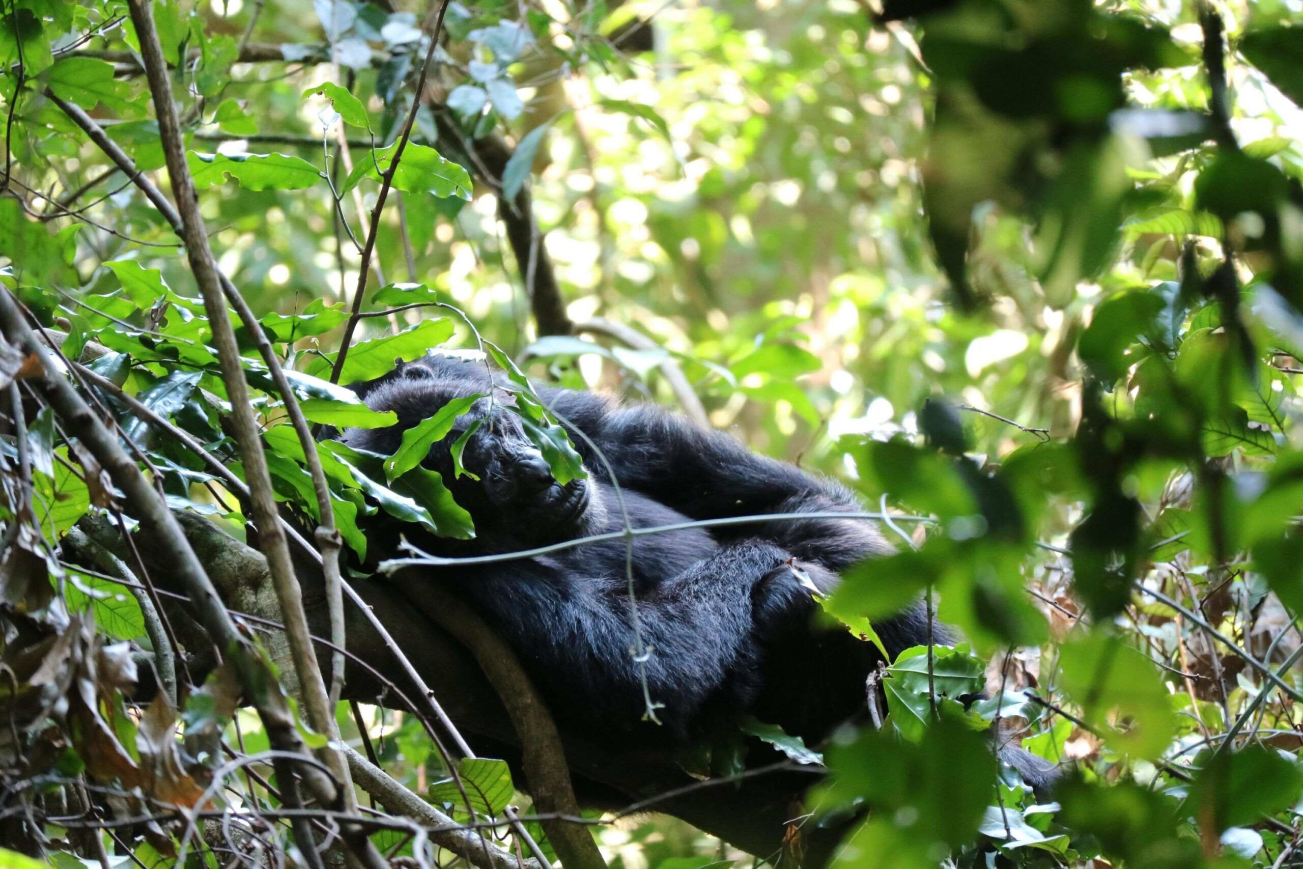Schimpansen im Budongo-Wald, Uganda