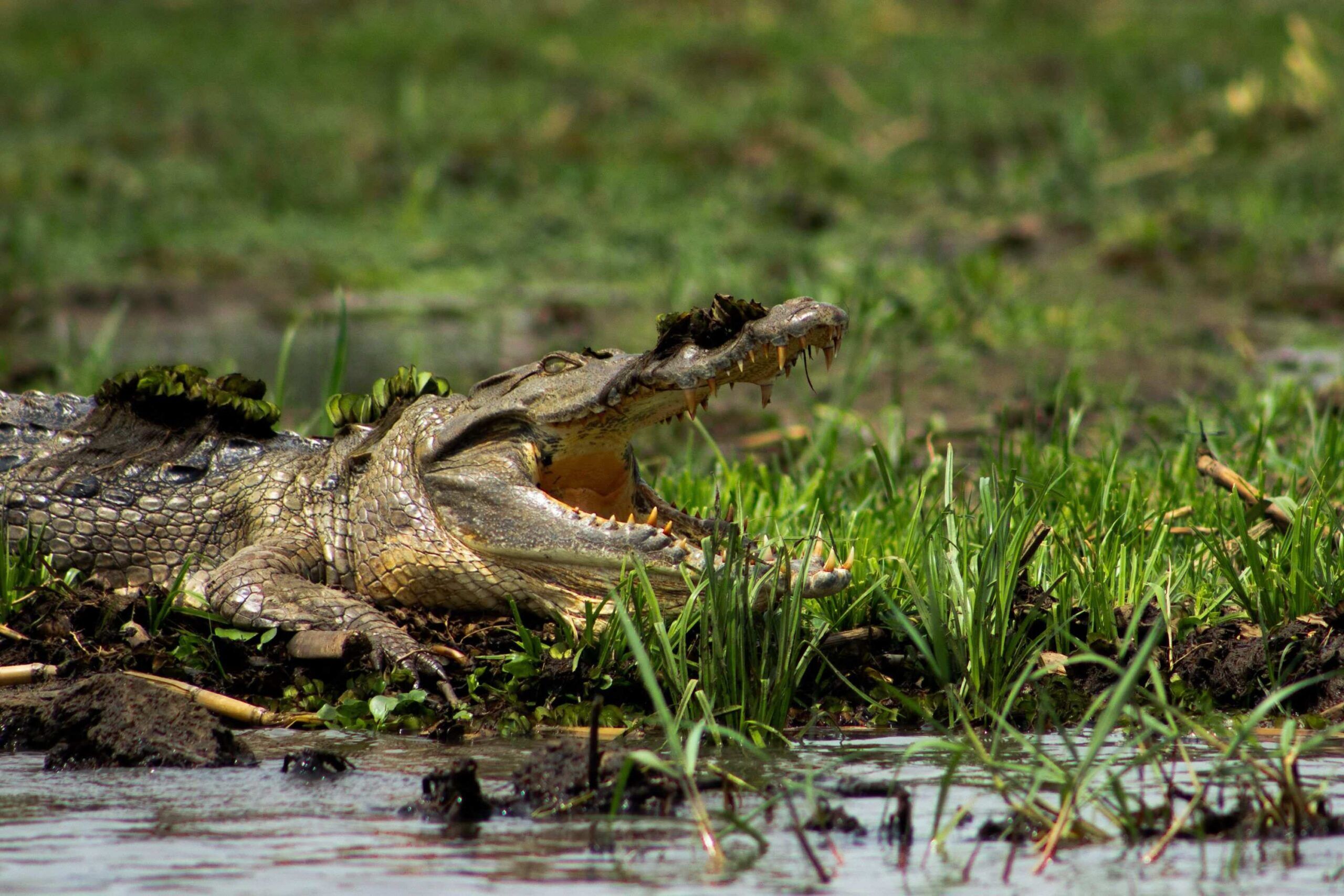 Krokodil mit offenem Maul im grünen Gras am Wasser im Murchison Falls Nationalpark