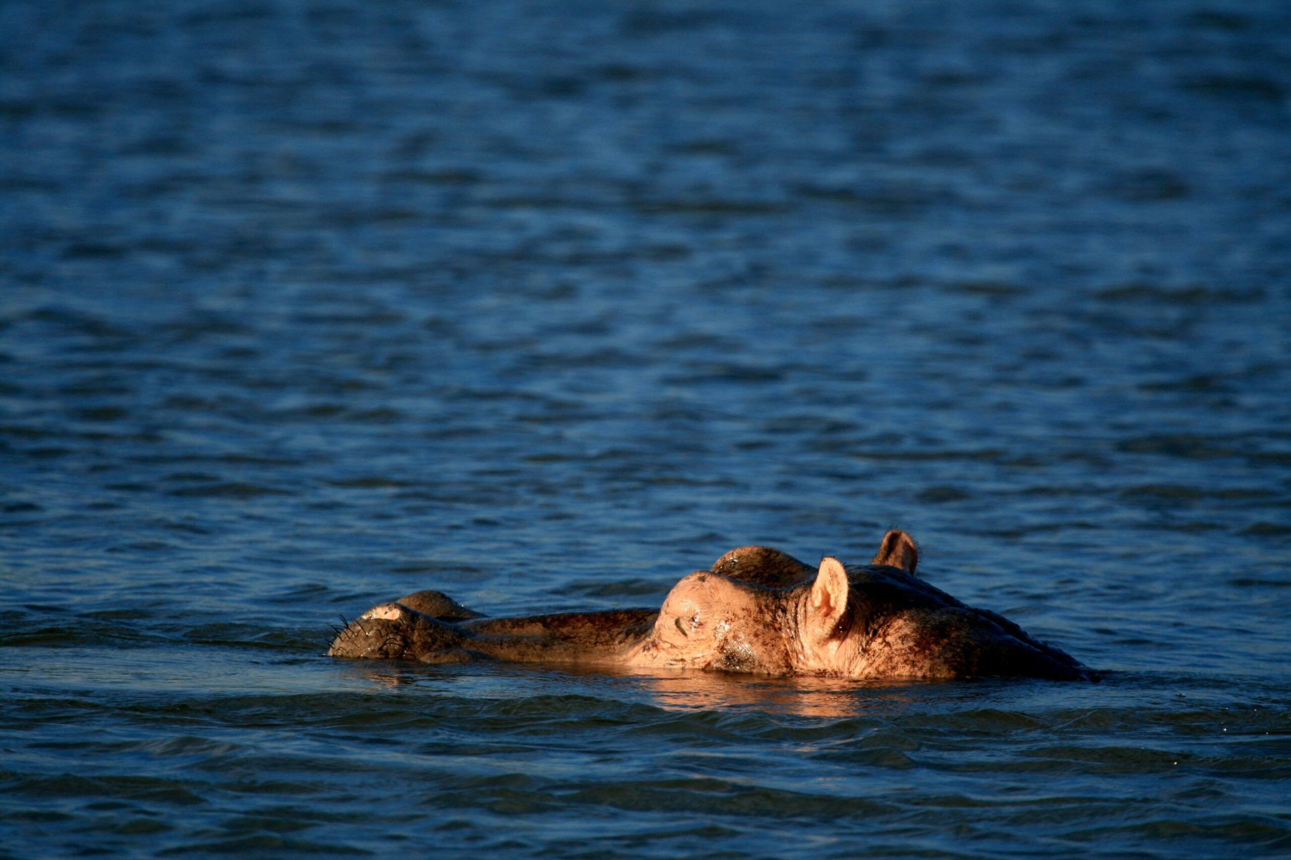 Flusspferd in Murchison Falls Nationalpark halb abgetaucht