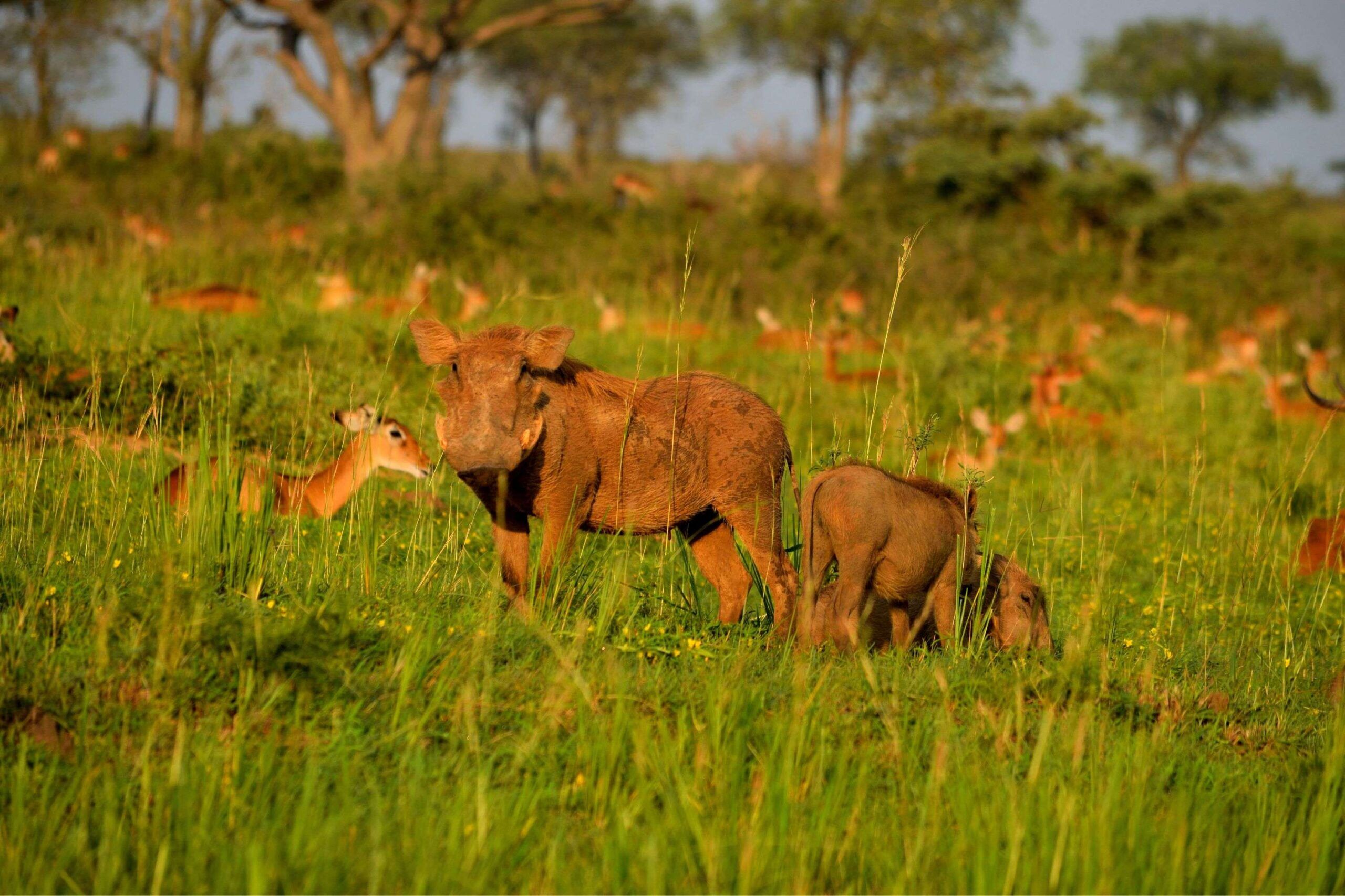 Warzenschweine im Murchison Falls Nationalpark
