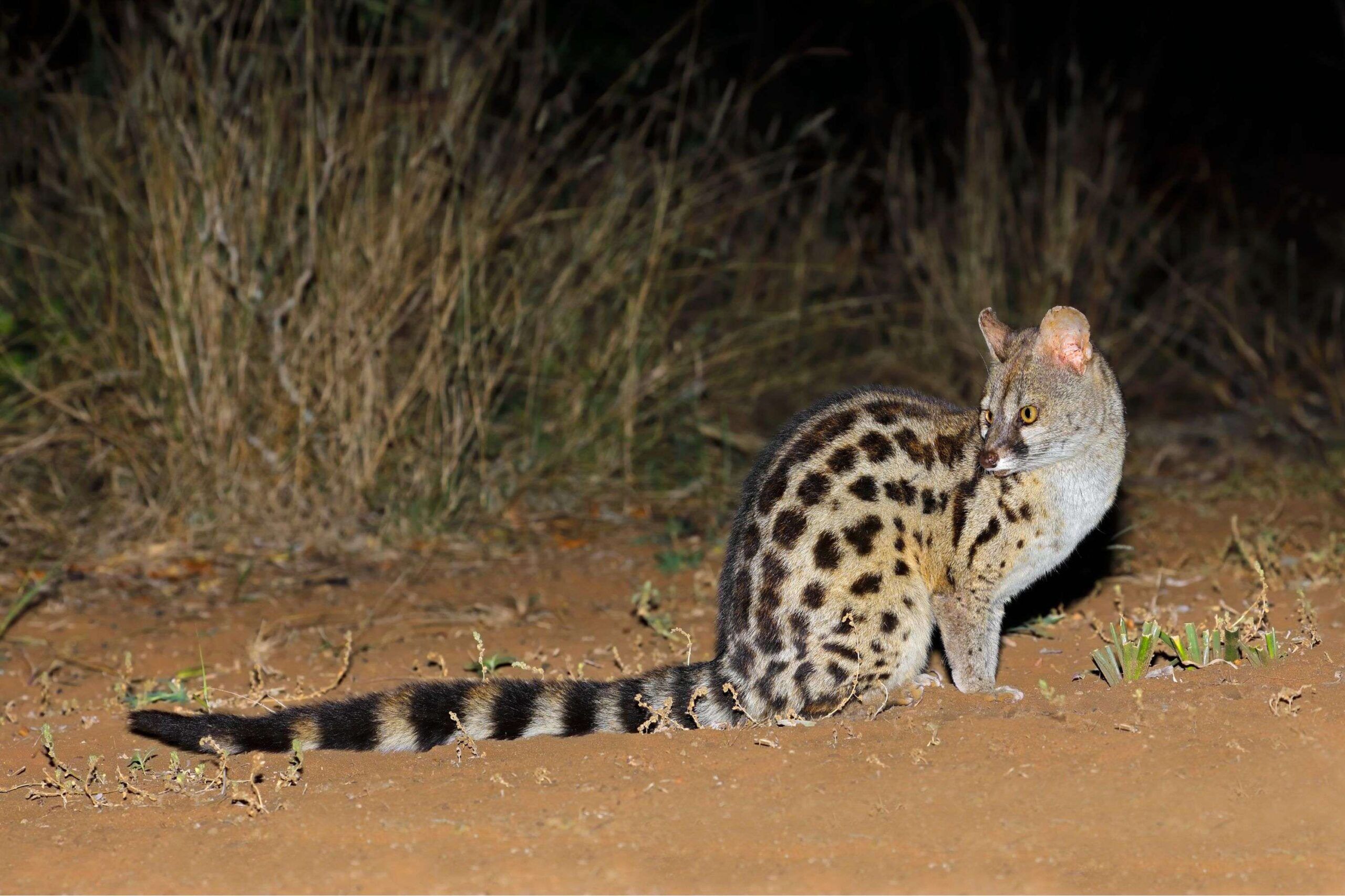 Ginsterkatze bei Nacht im Lumo Conservancy