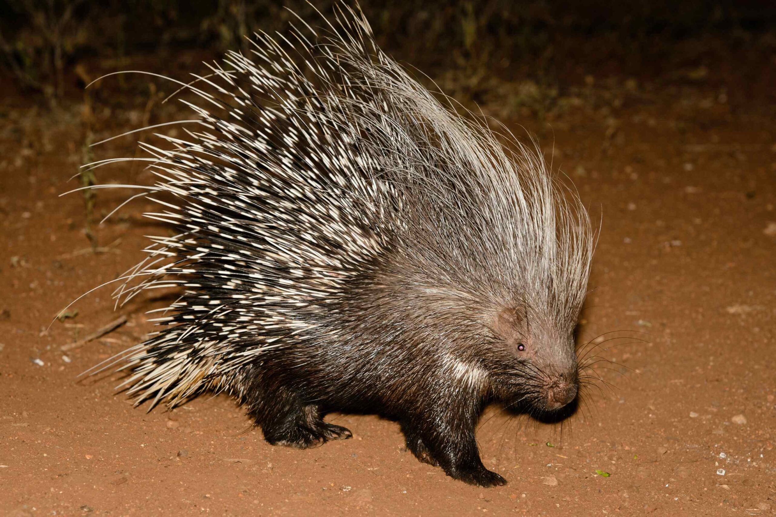 Stachelschwein bei einer Nachtpirschfahrt, Lumo Conservancy