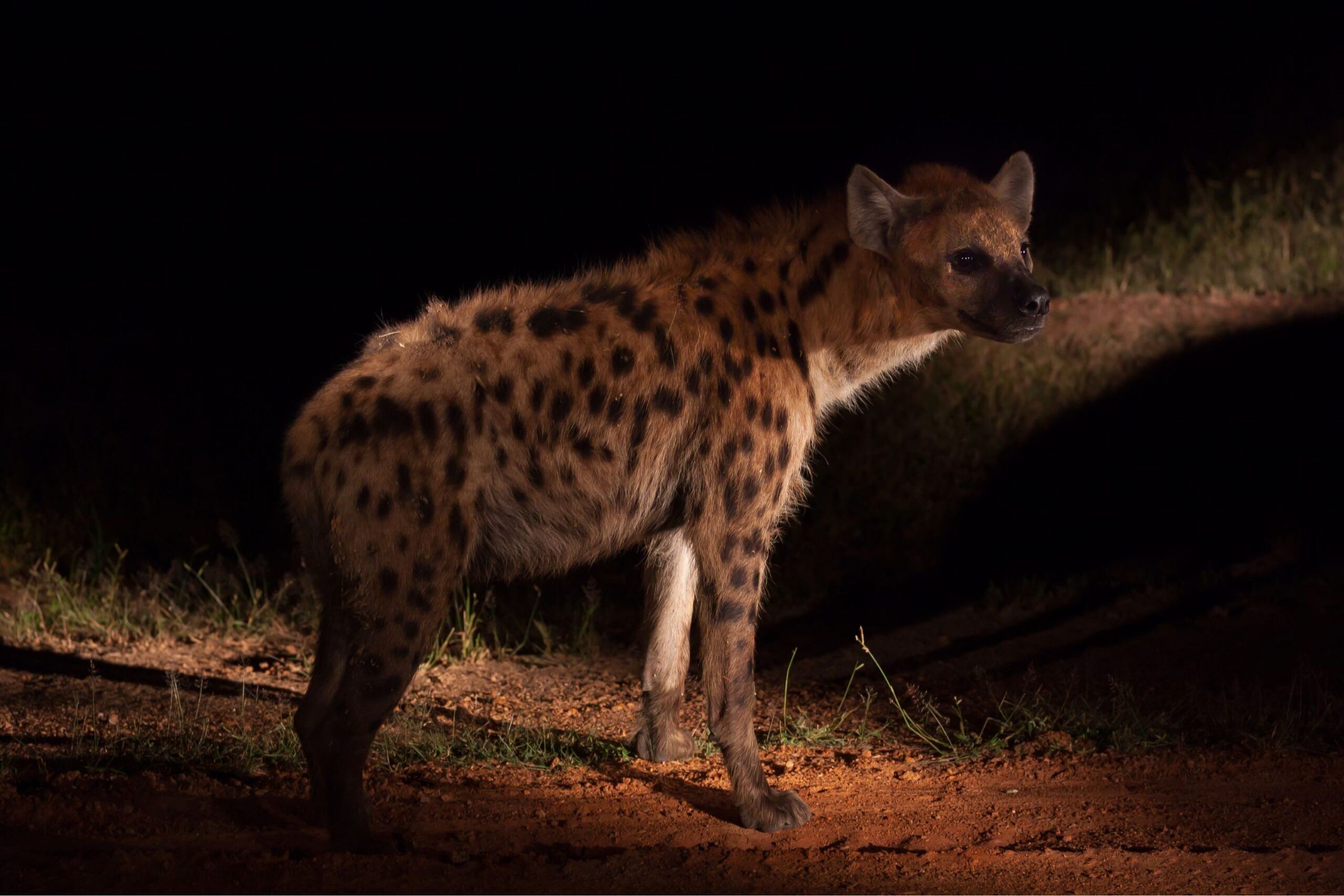 Tüpfelhyäne bei einer Nachtpirschfahrt, Lumo Conservancy