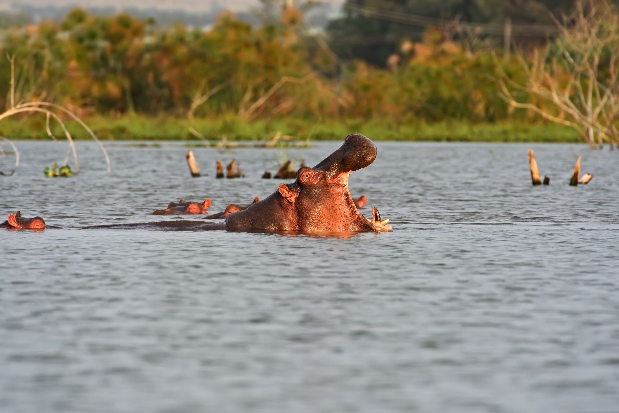 Flusspferd taucht mit offenem Maul aus dem Wasser auf, Lake Naivasha