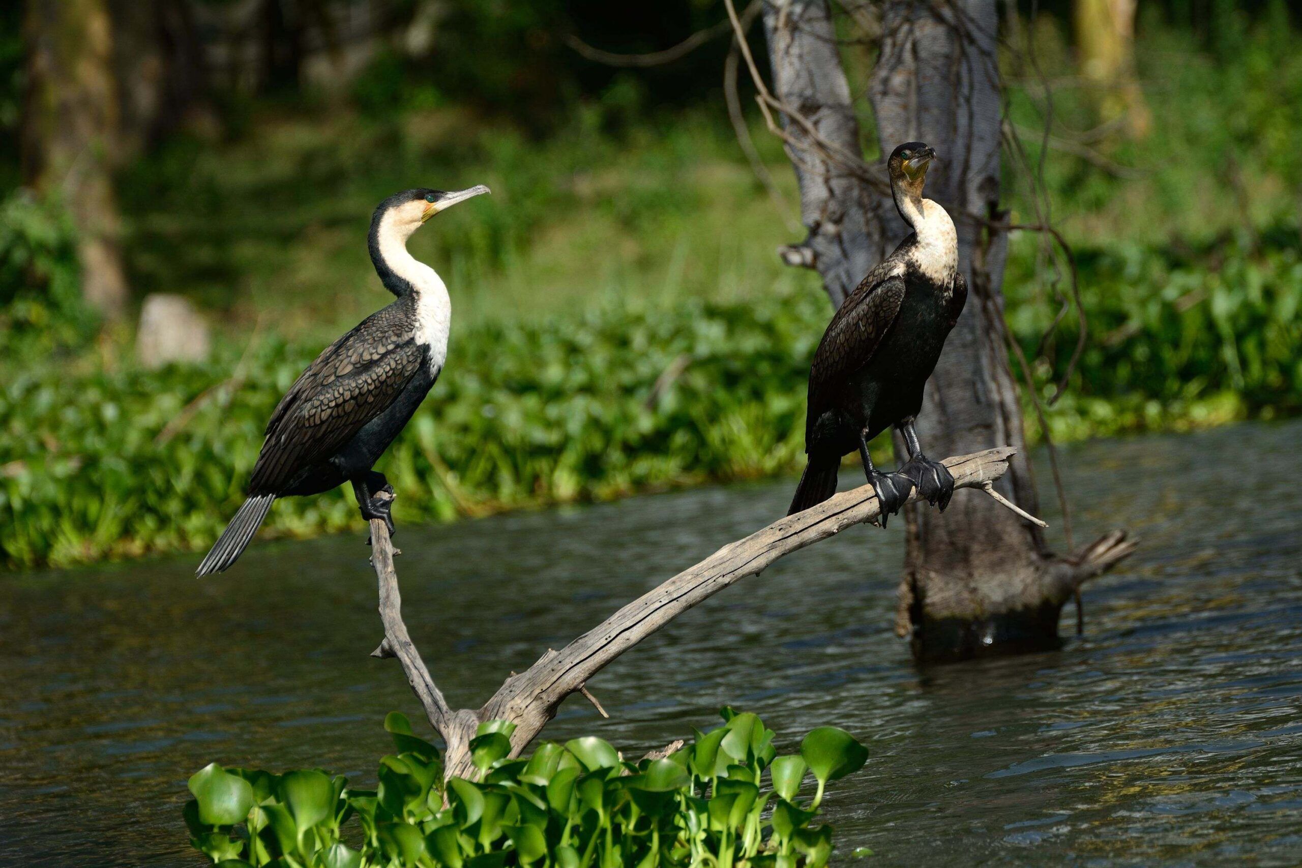 Wasservögel am Lake Naivasha