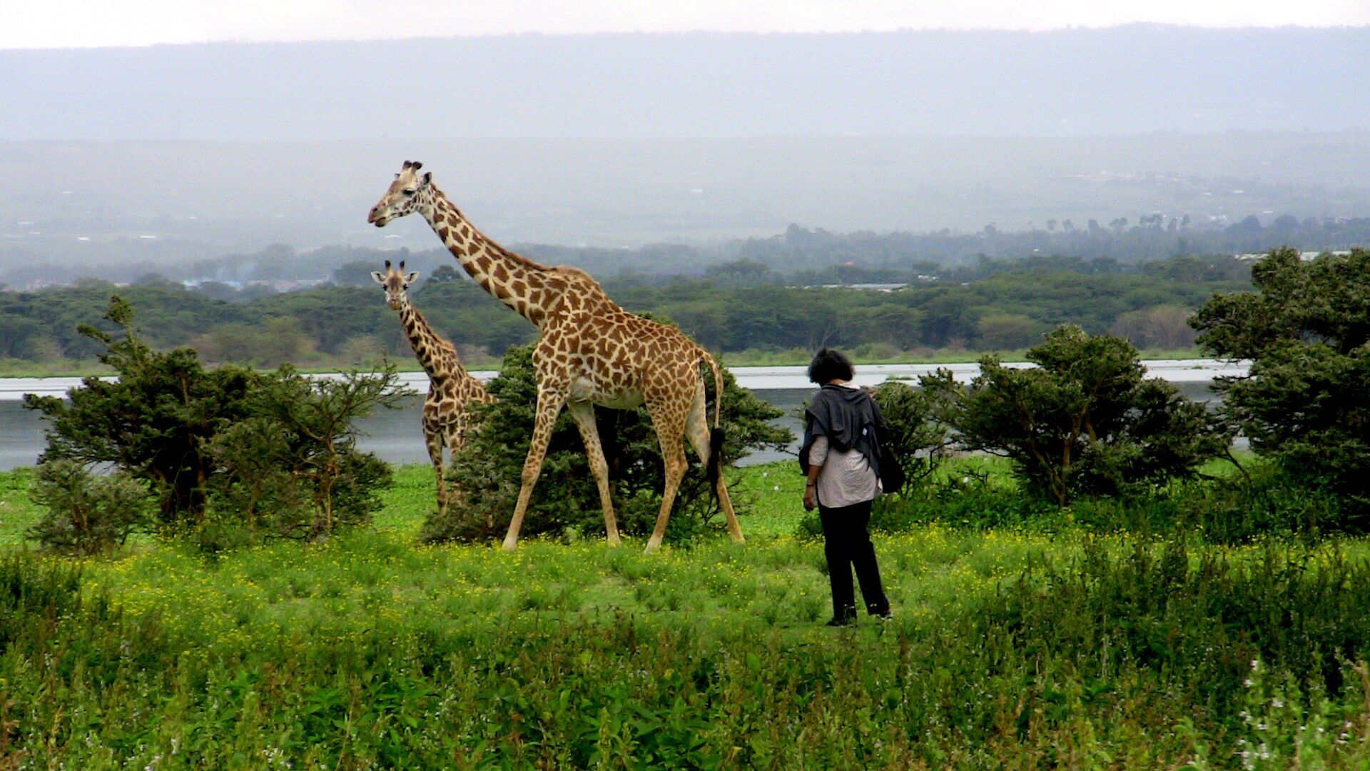 Giraffen bei einer Wandersafari am Lake Naivasha