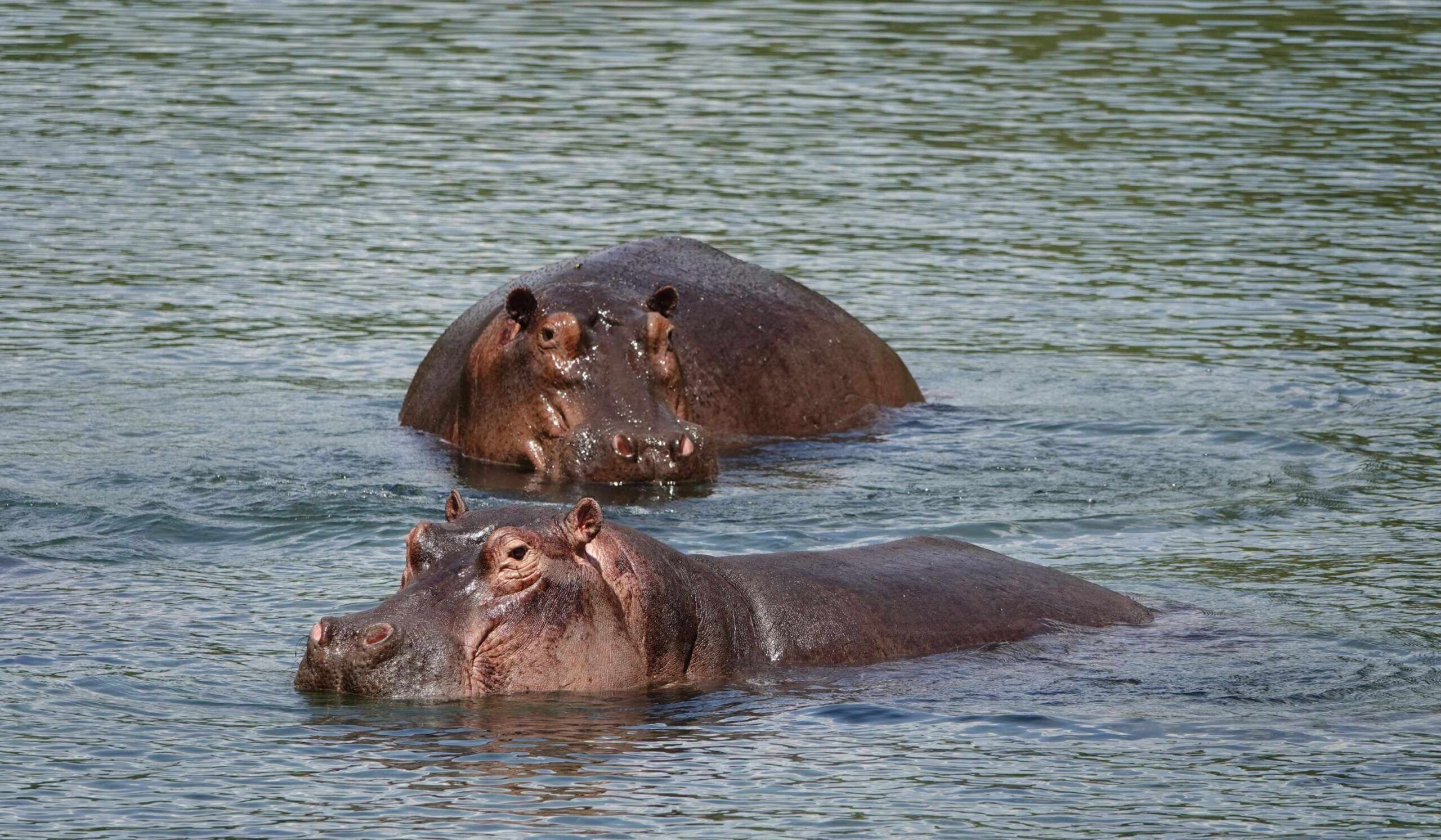 Besuch der Mzima Springs
