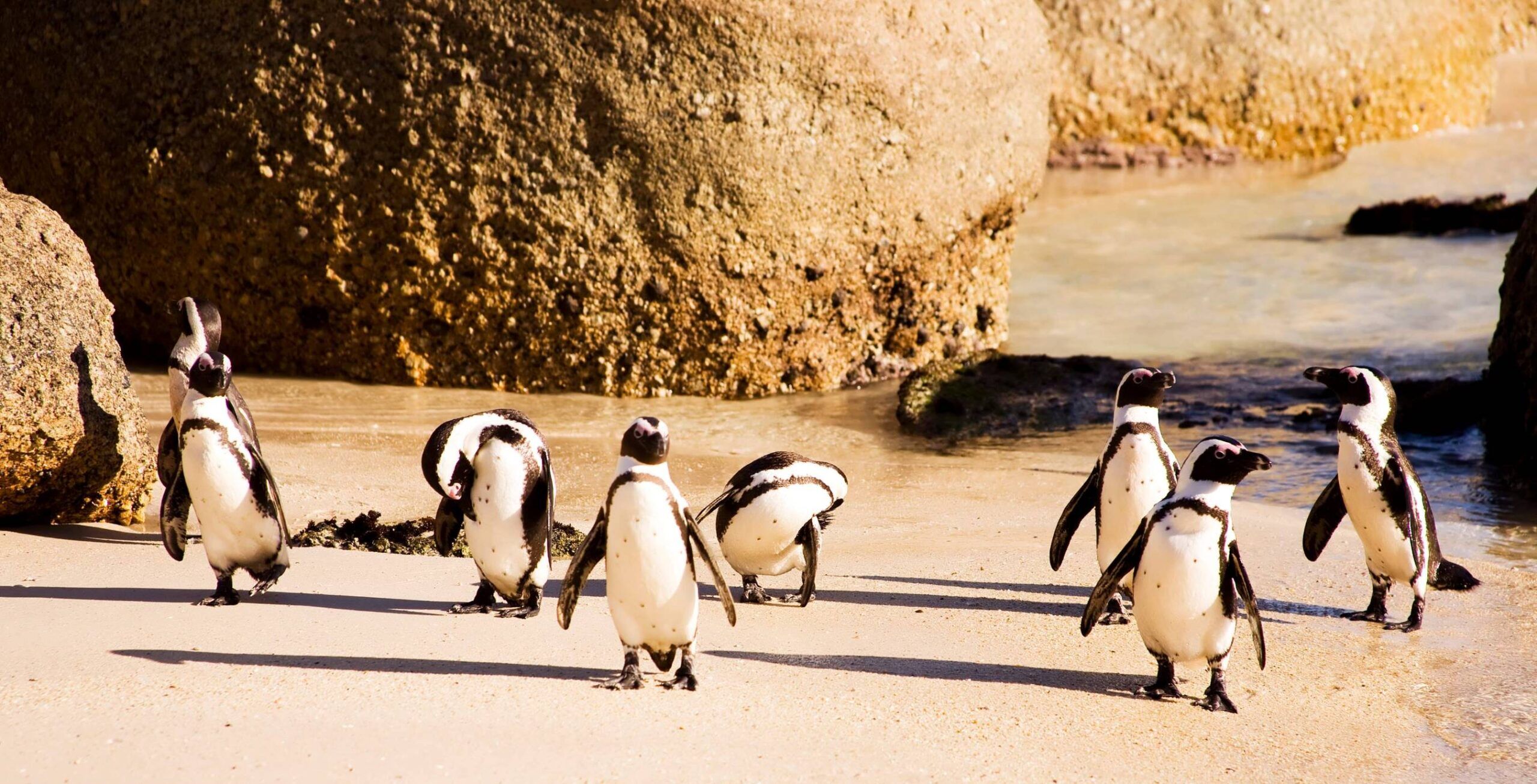 Mehrere Pinguine am Sandstrand vor hohen Felsen