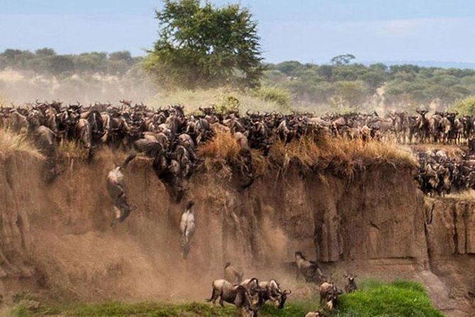 Masai mara Tierwanderung