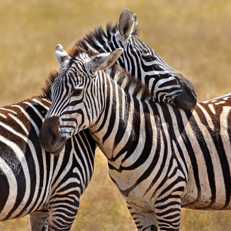 Zebras in Afrika