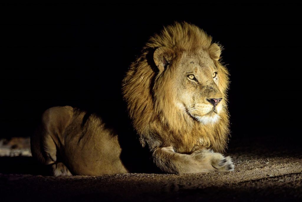 Löwe bei einer Nachtpirschfahrt, Lumo Conservancy