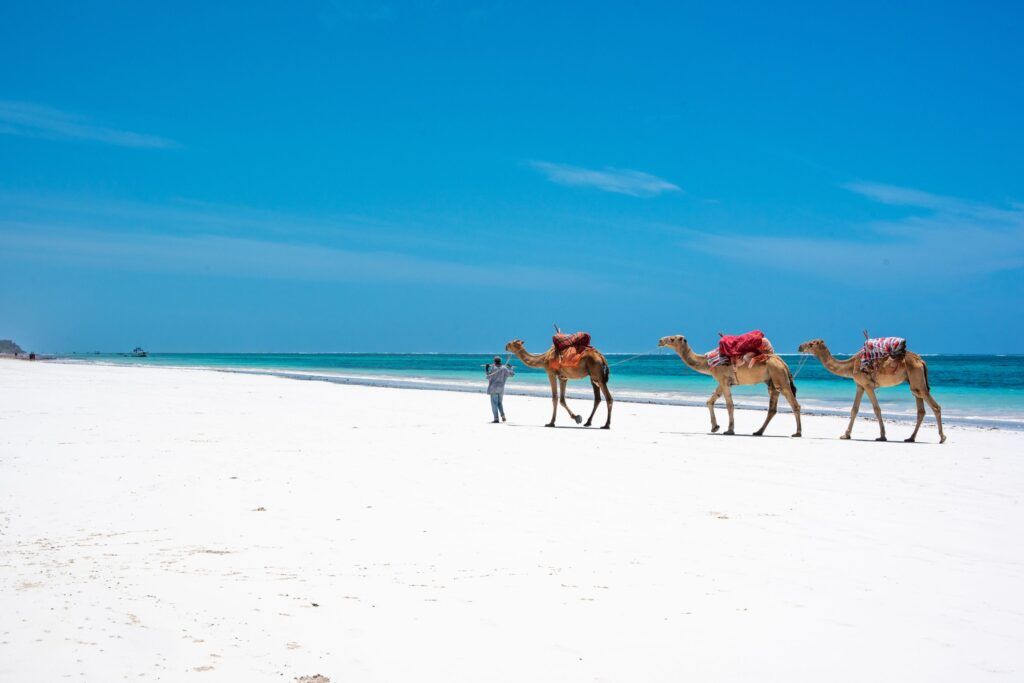 Kamele am Strand von Mombasa