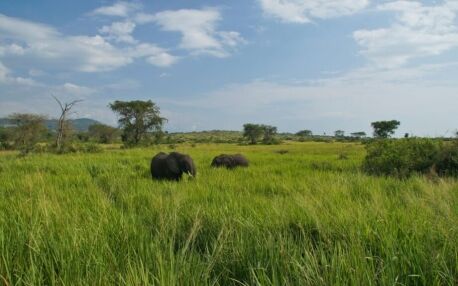 Elefanten streifen durch das hohe grüne Gras im Queen Elizabeth Nationalpark