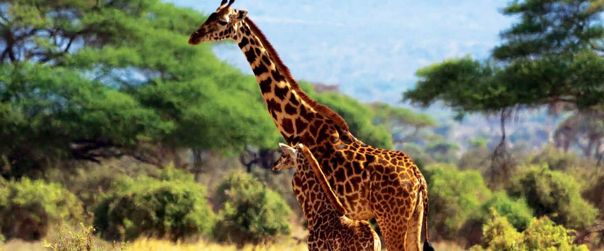 Giraffenmutter und Giraffenjunges in hellem Gras vor grünen Bäumen und Bergen, Amboseli Nationalpark