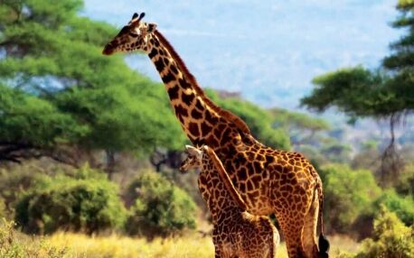 Giraffenmutter und Giraffenjunges in hellem Gras vor grünen Bäumen und Bergen, Amboseli Nationalpark