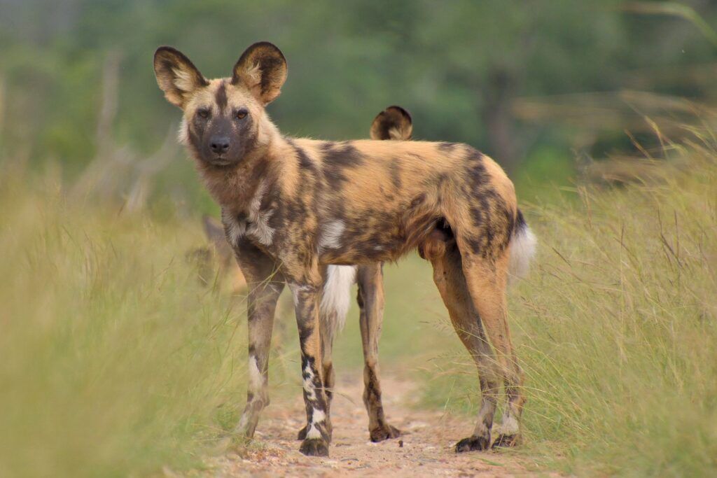 Afrikanischer Wildhund, Kenia