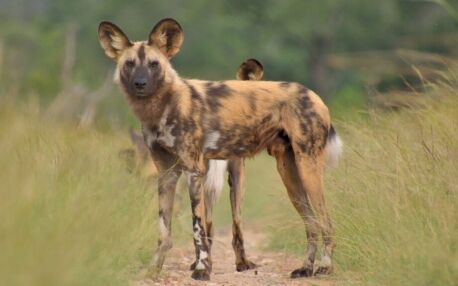 Afrikanischer Wildhund, Kenia