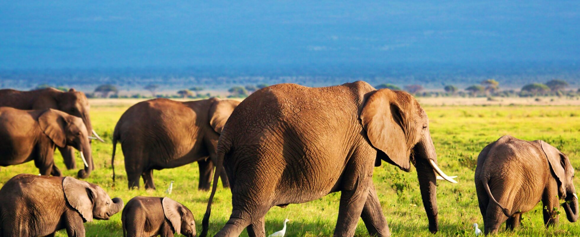 Elefantenherde mit Elefantenbaby streift durch das Gras mit Berg im Hintergrund, Amboseli Nationalpark