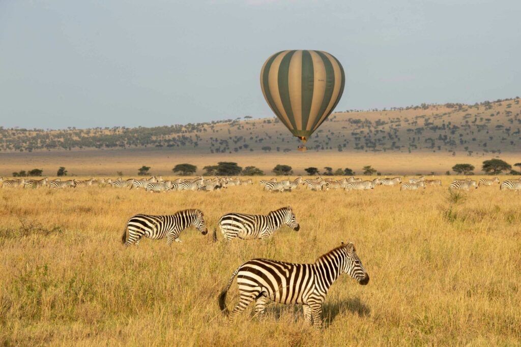 Heißluftballon fliegt über die Savanne und Zebraherden